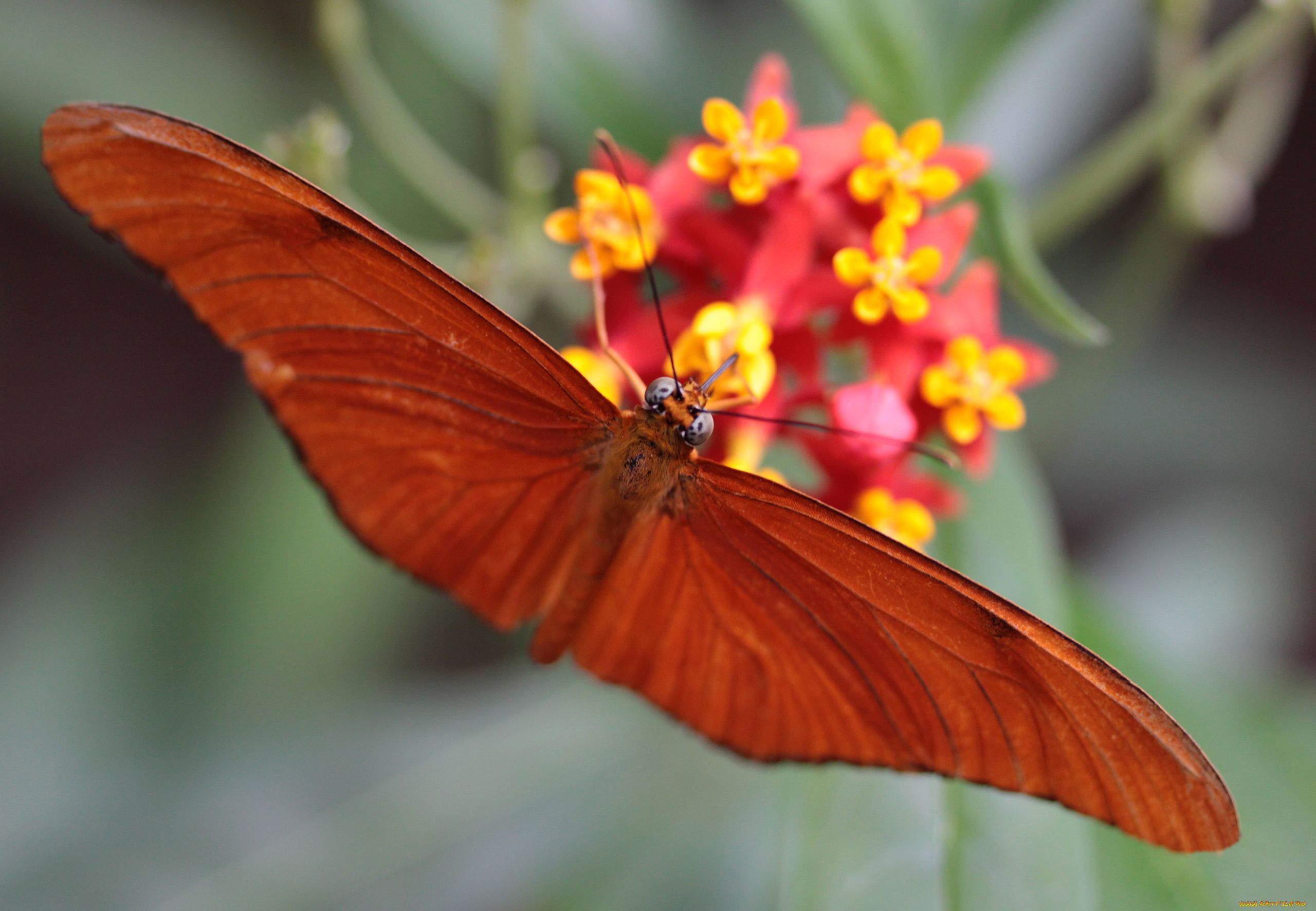 животные, бабочки, крылья