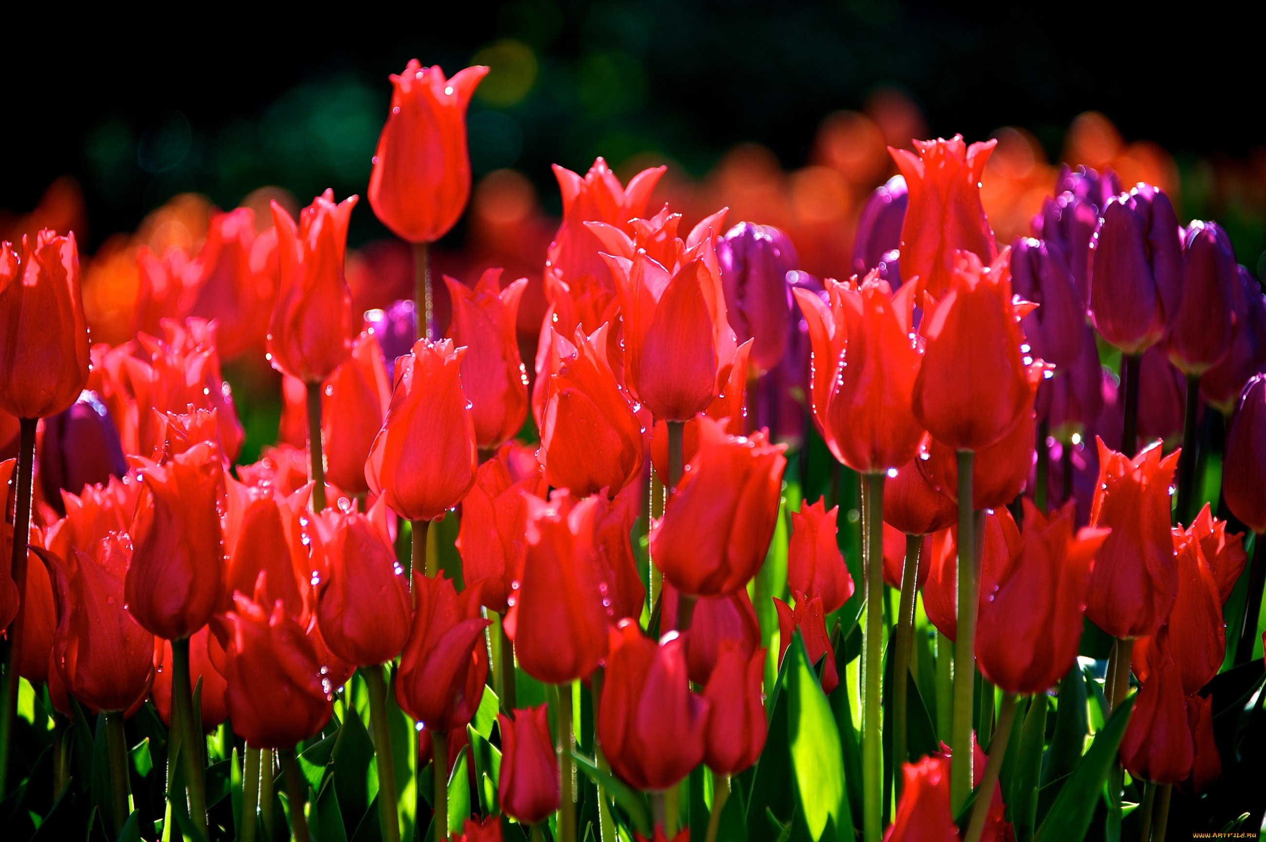 цветы, тюльпаны, красный, много