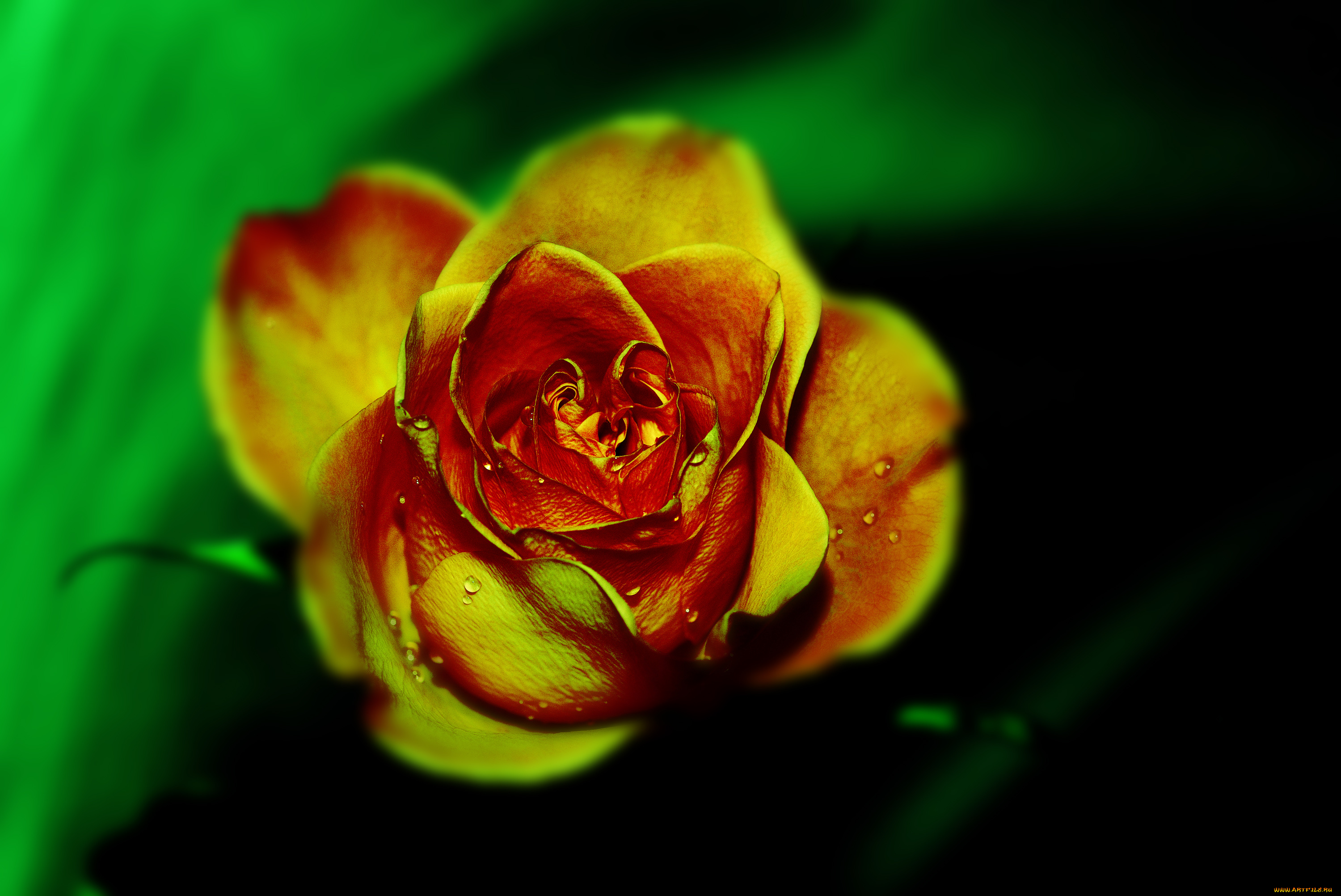 креатив, цветы, розы, красиво, роза