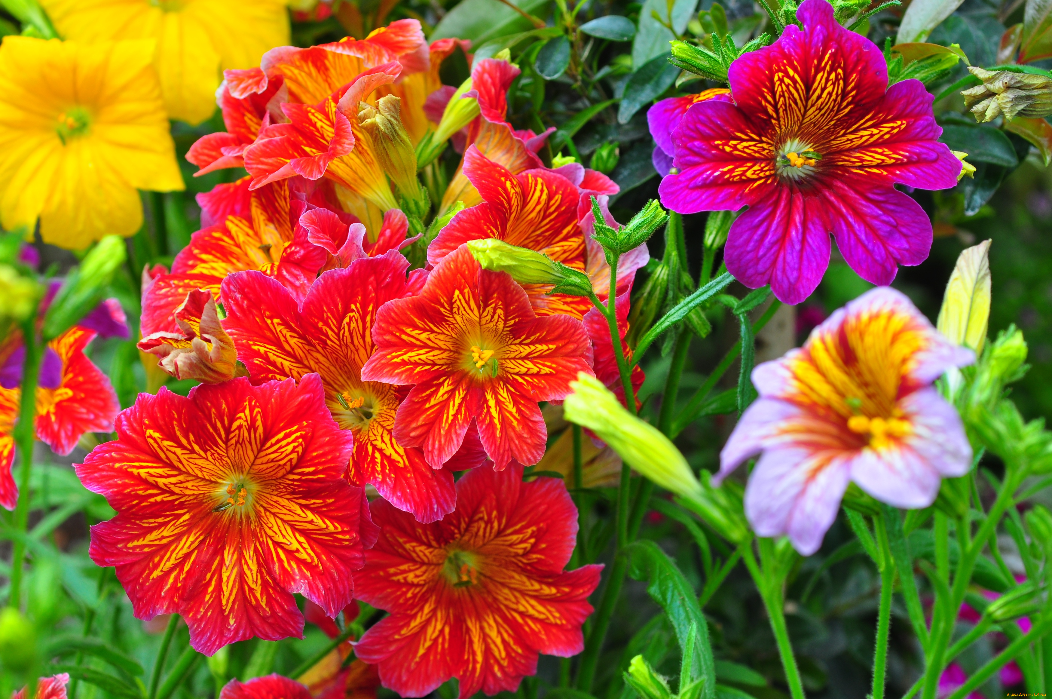 цветы, сальпиглоссис, яркий