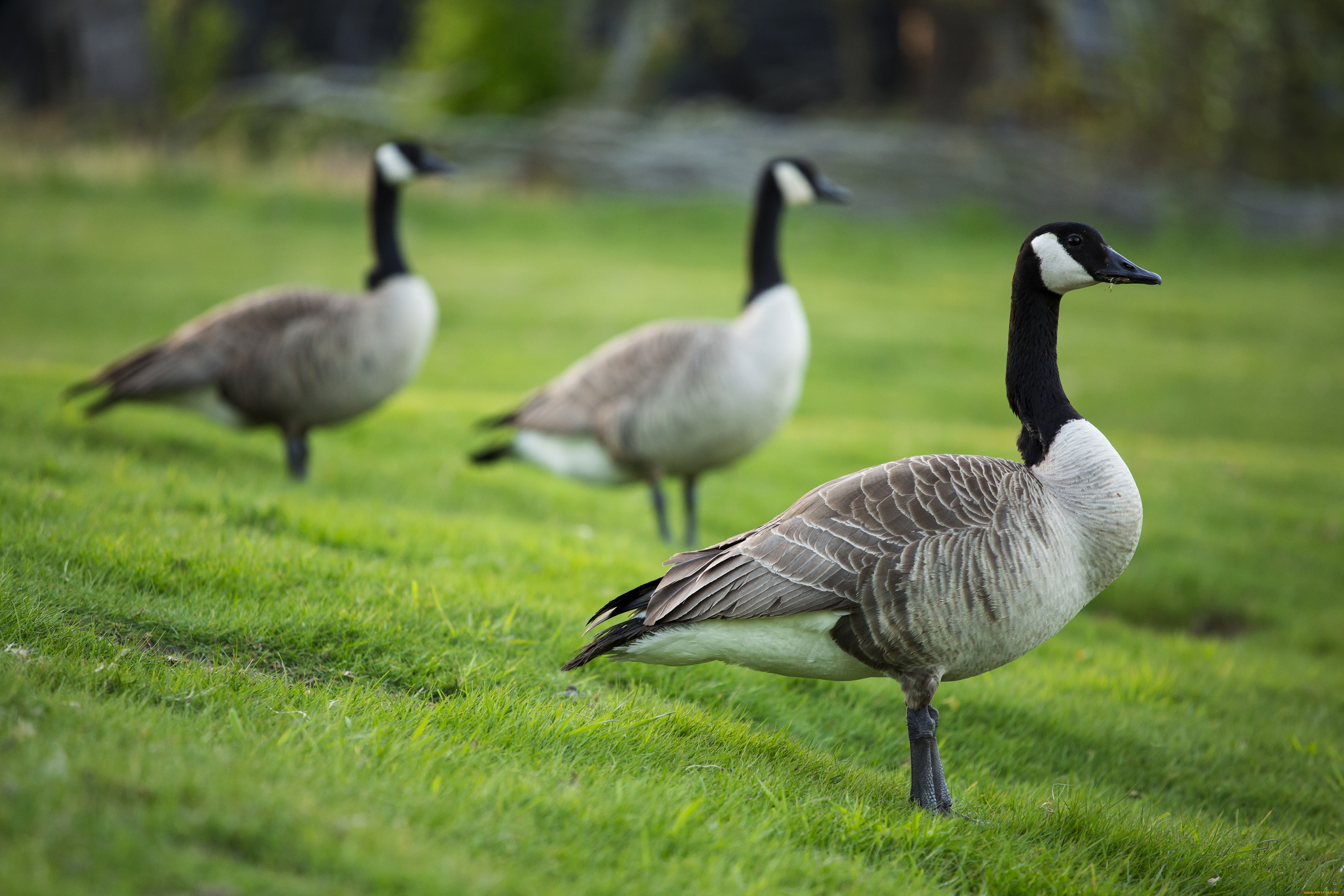 животные, гуси, перья, клюв