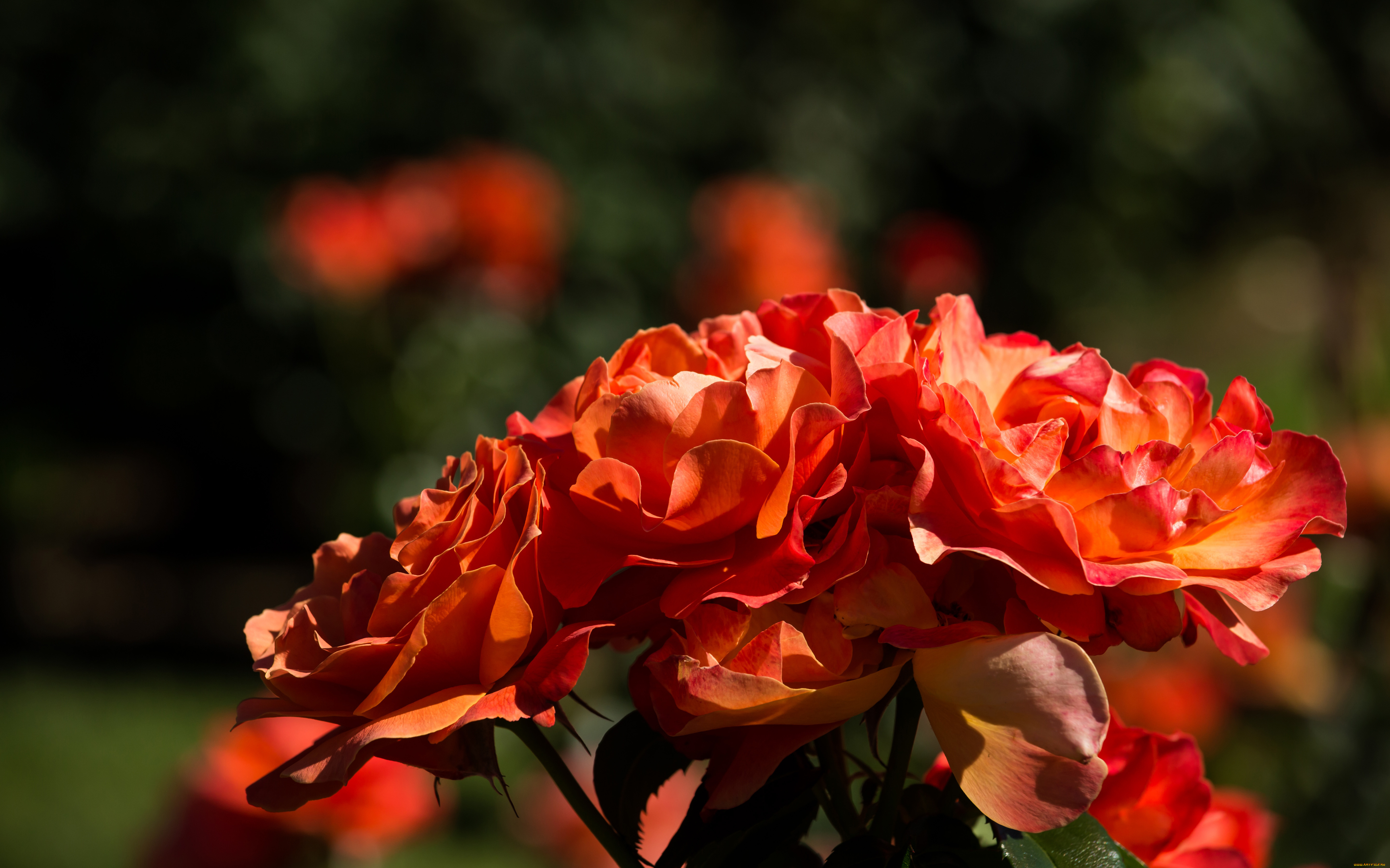 цветы, розы, лепестки