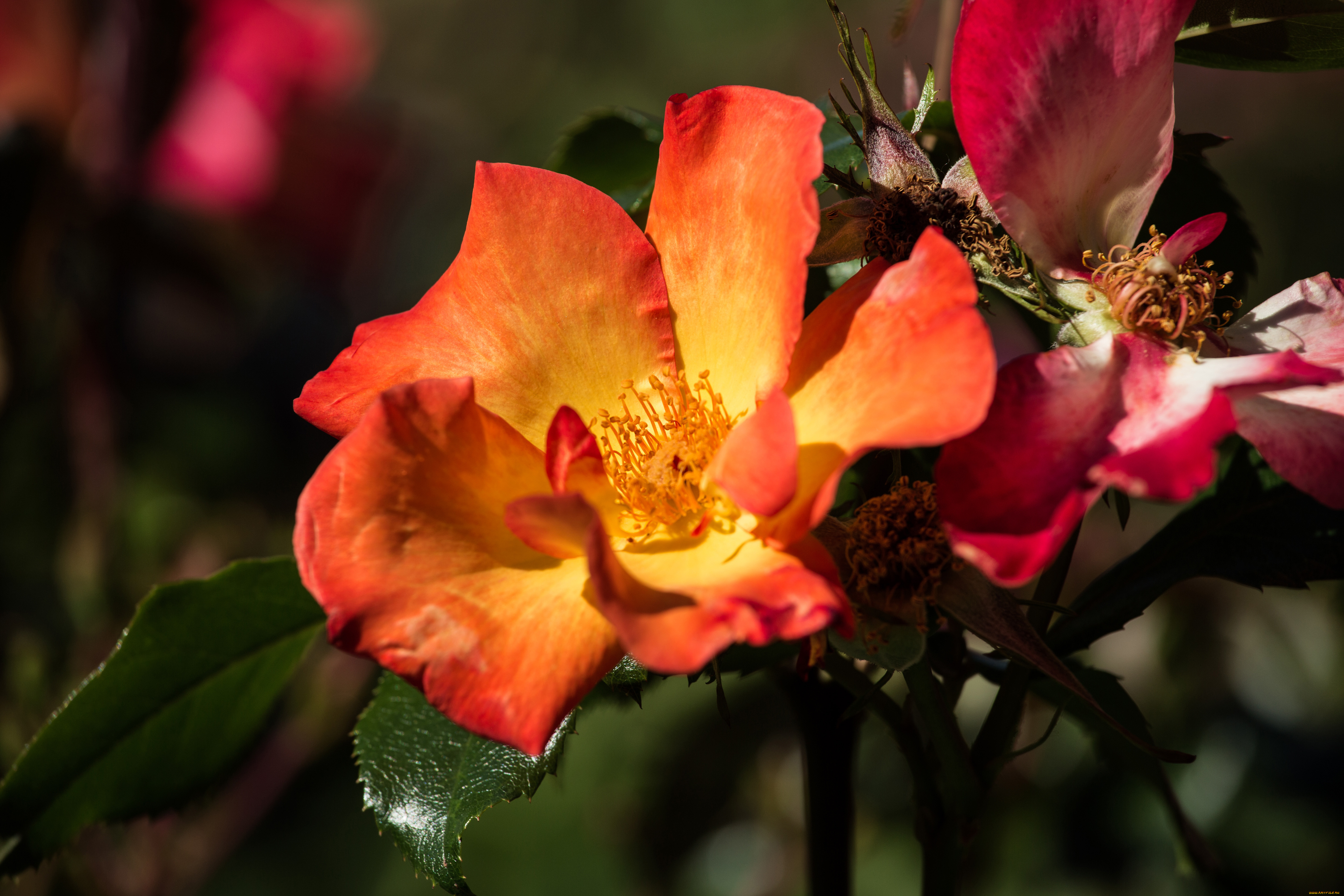 цветы, розы, лепестки