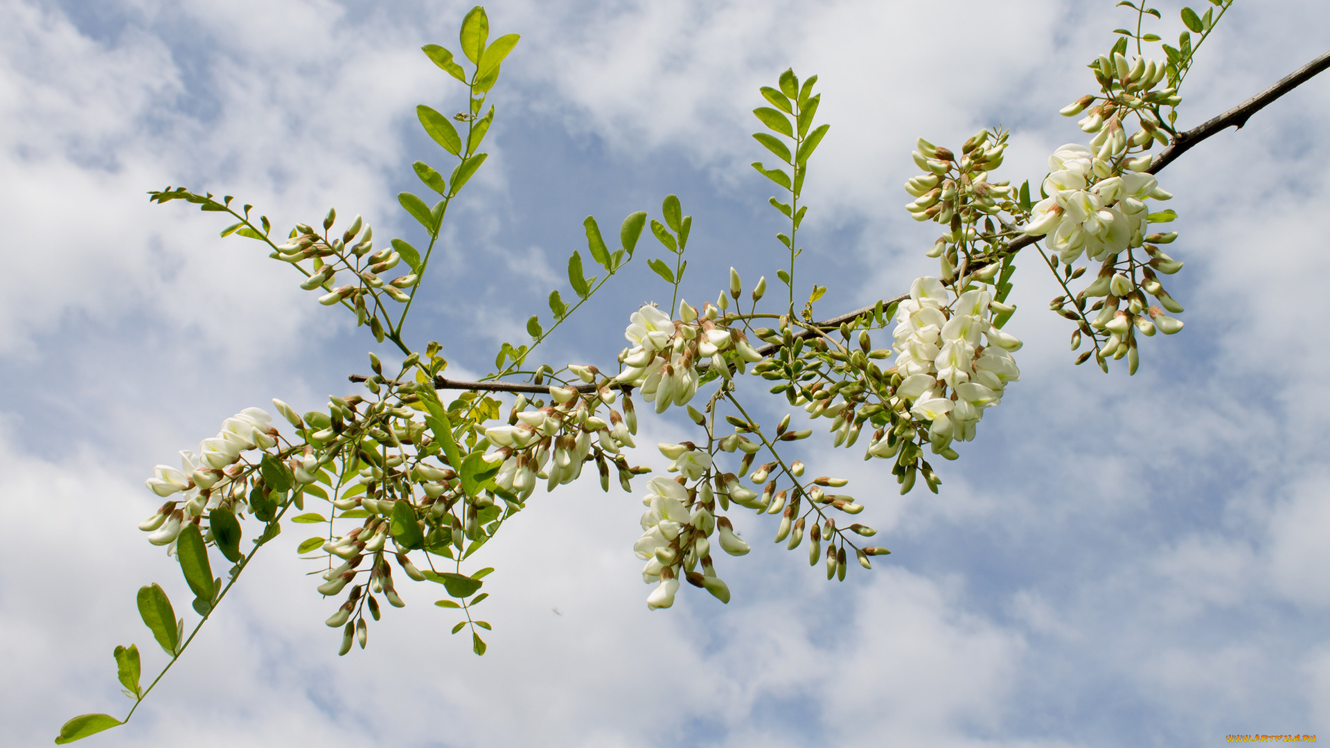 цветы, акация, ветка, небо