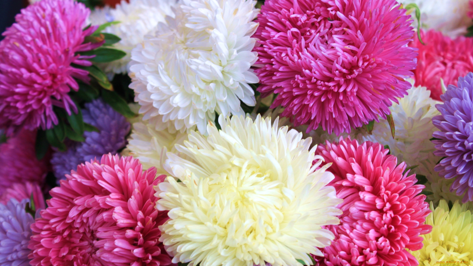 цветы, астры, разноцветный