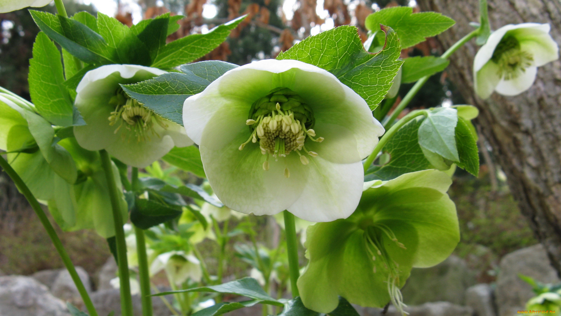 цветы, геллеборус, , морозник, нelleborus