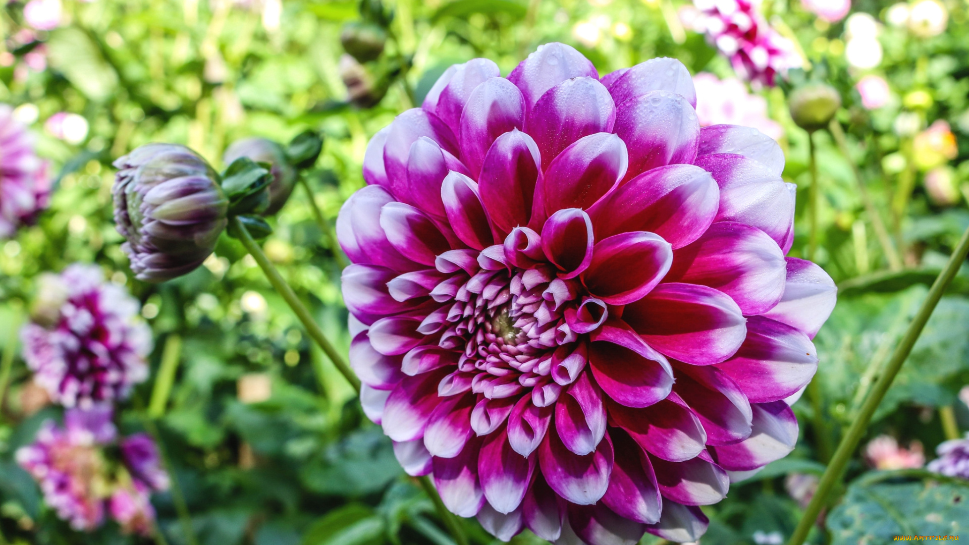 цветы, георгины, макро