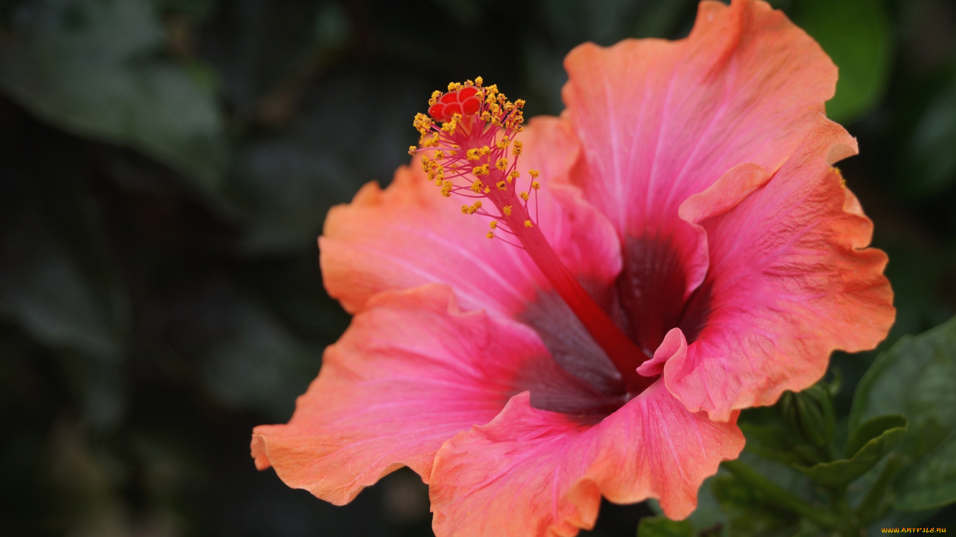 цветы, гибискусы, макро