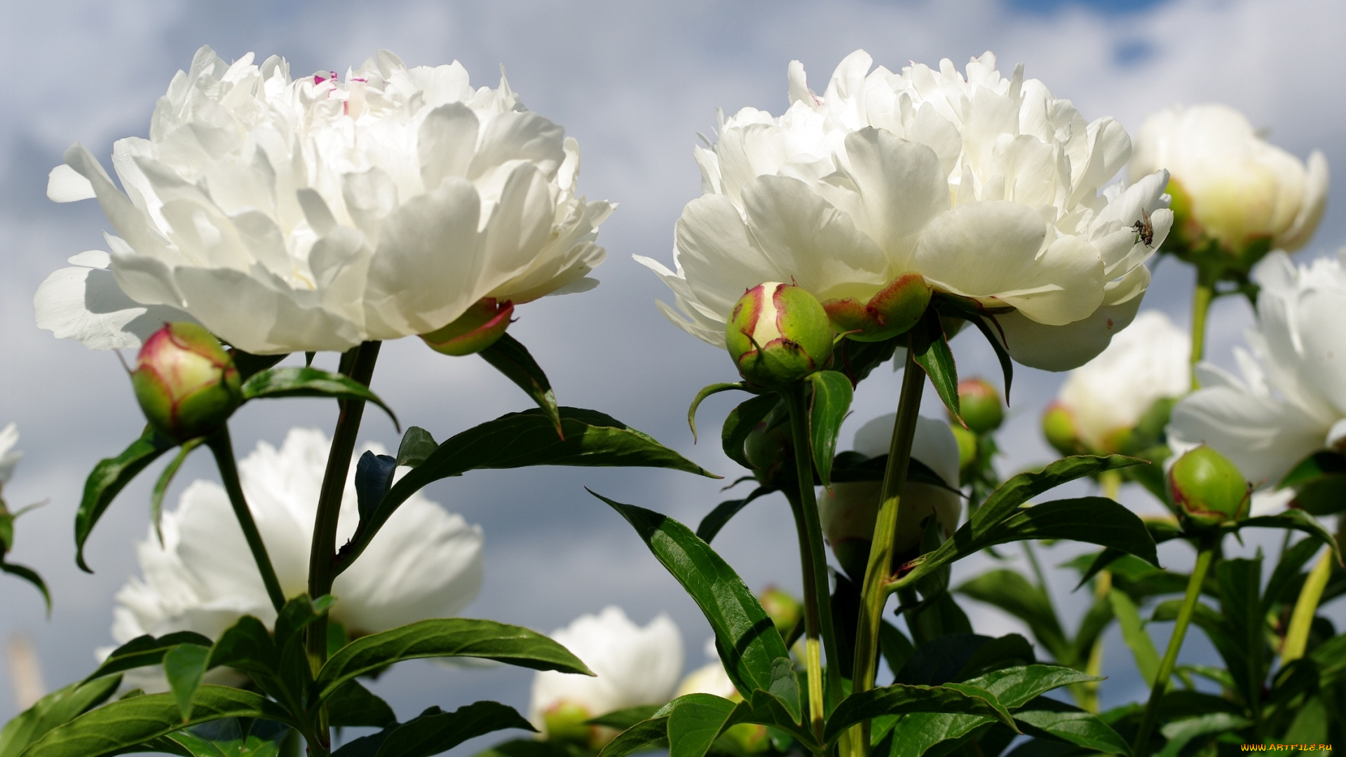 цветы, пионы, белый