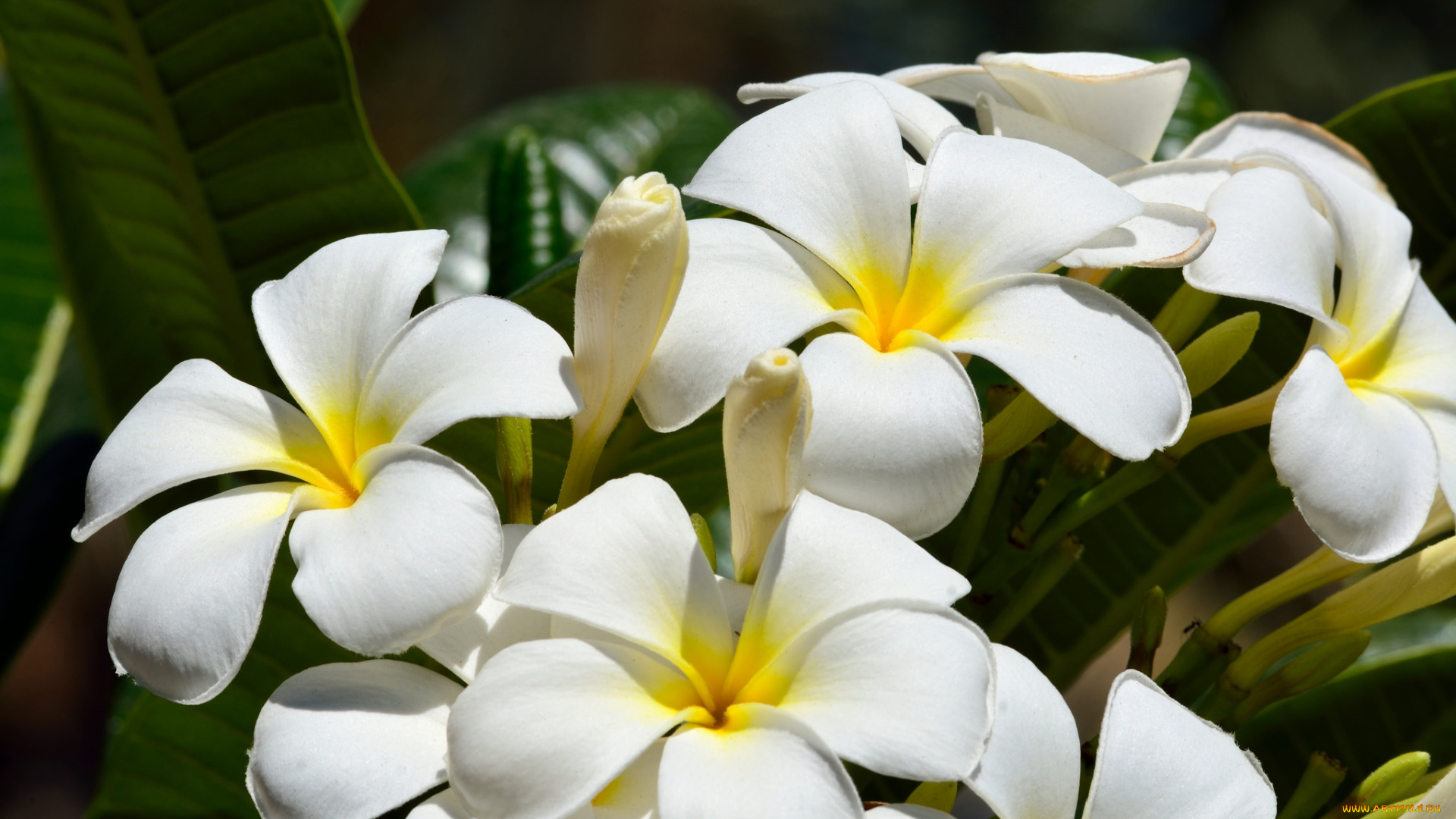 цветы, плюмерия, макро