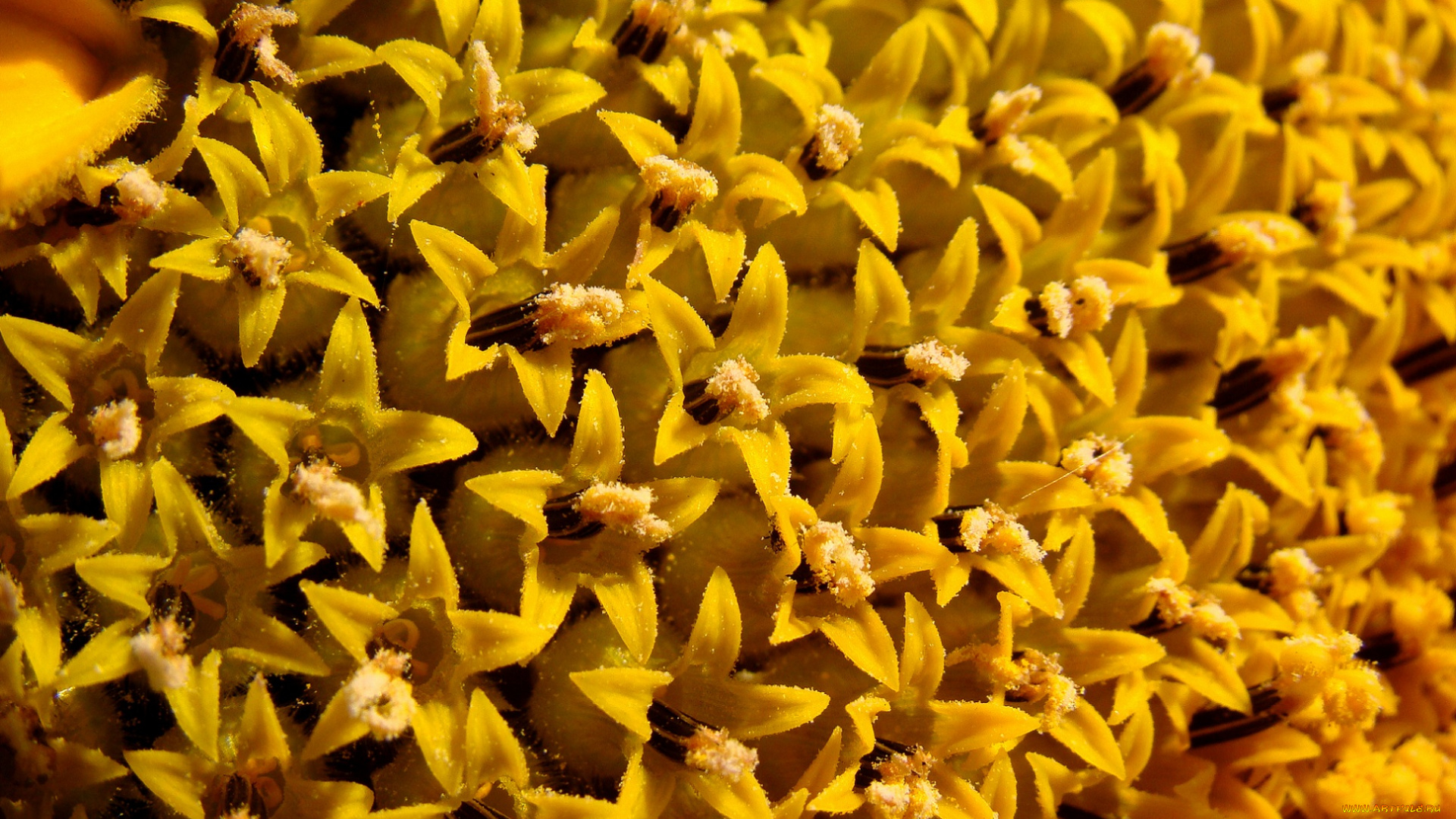 цветы, подсолнухи, тычинки, звёзочки, яркие, подсолнух, лепестки, жёлтые