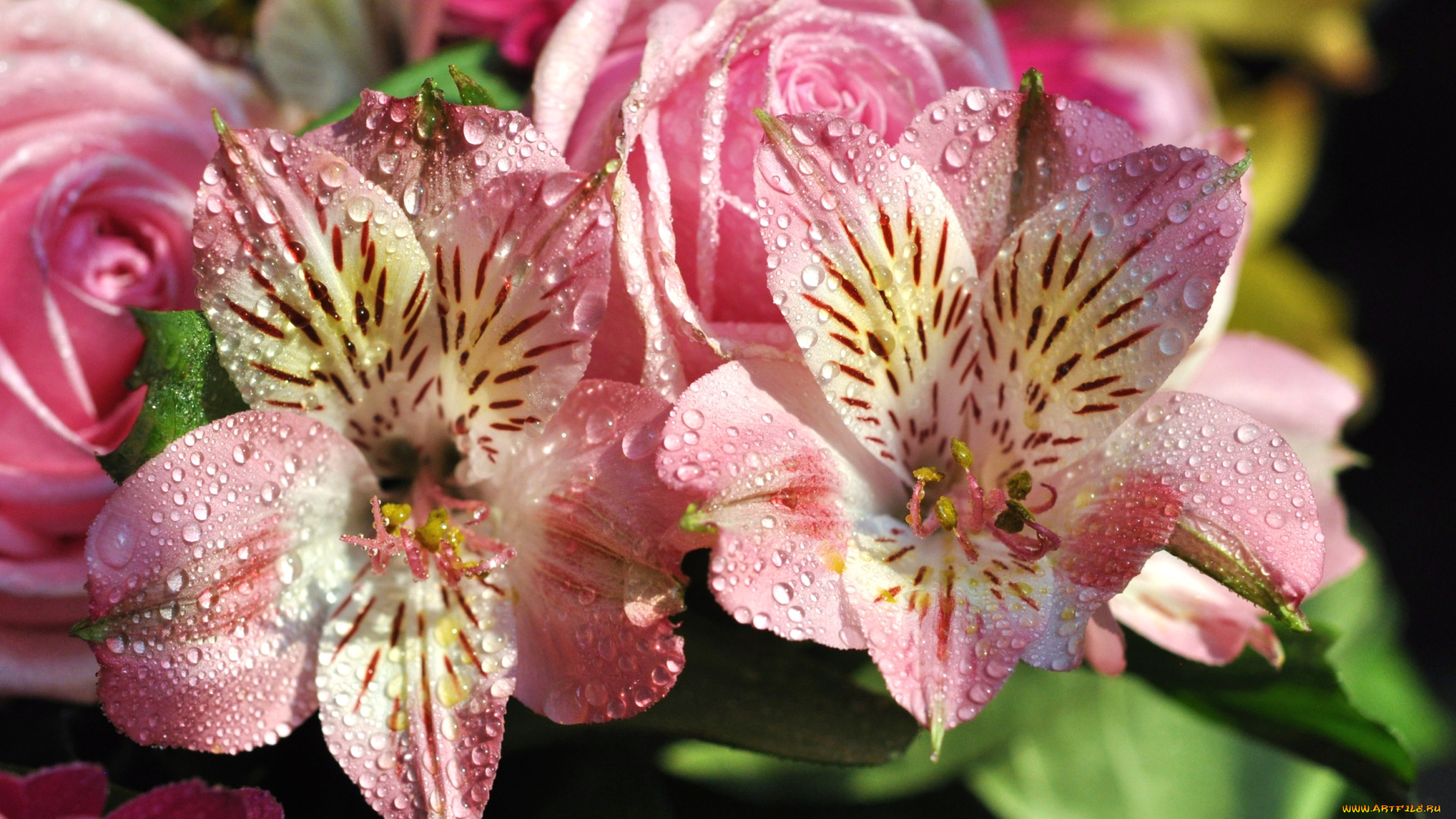 цветы, разные, вместе, альстромерия, розы