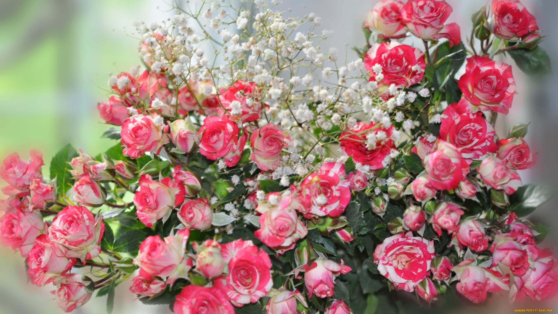 цветы, розы, пестрый