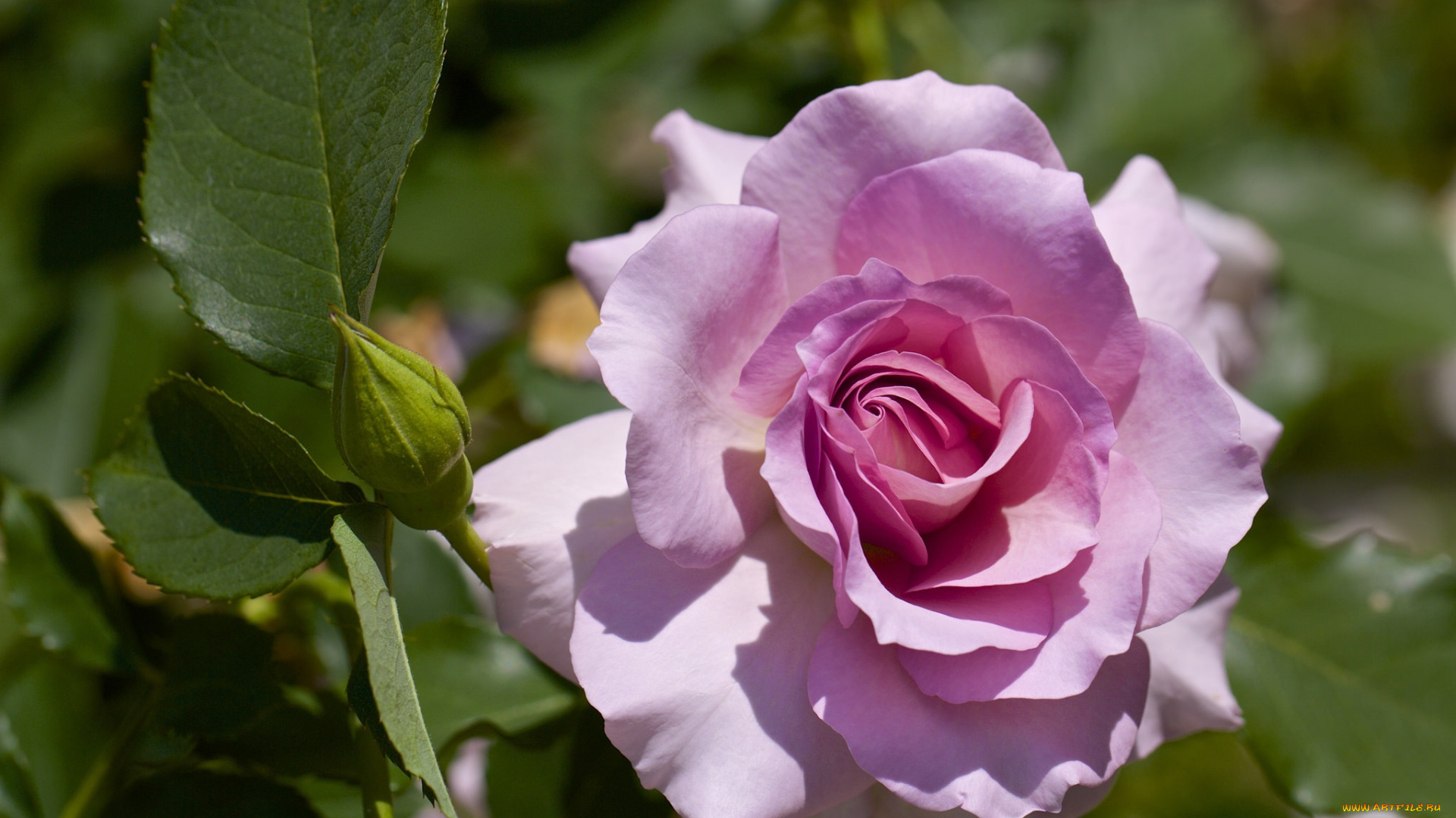 цветы, розы, розовый