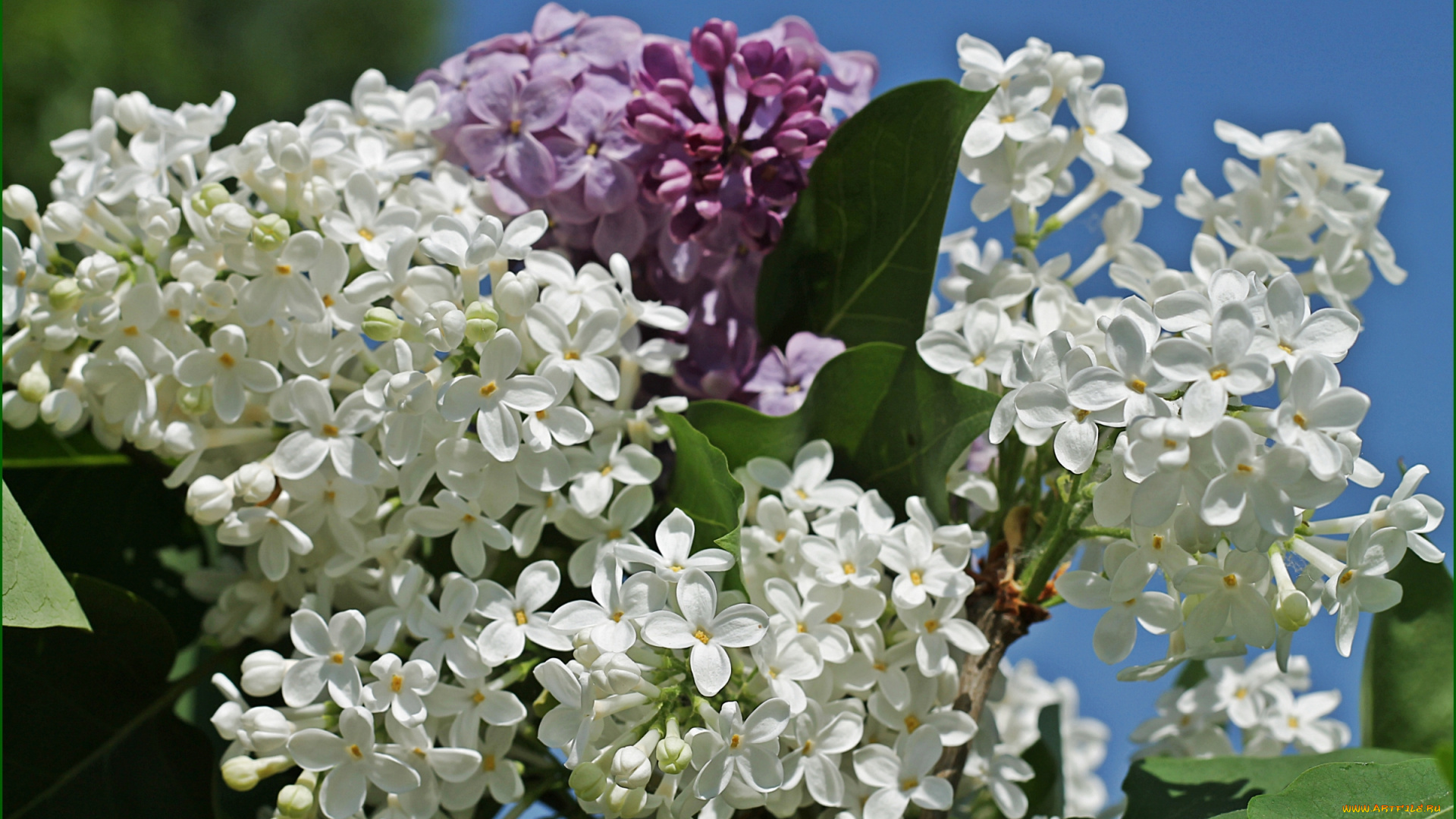 цветы, сирень, весна