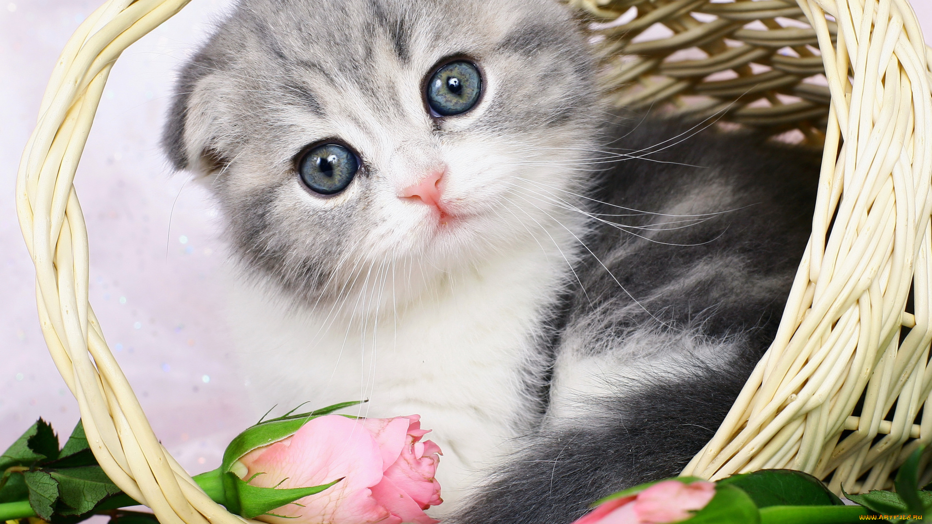 шотландский, вислоухий, котёнок, животные, коты, котёнок, розы, корзинка