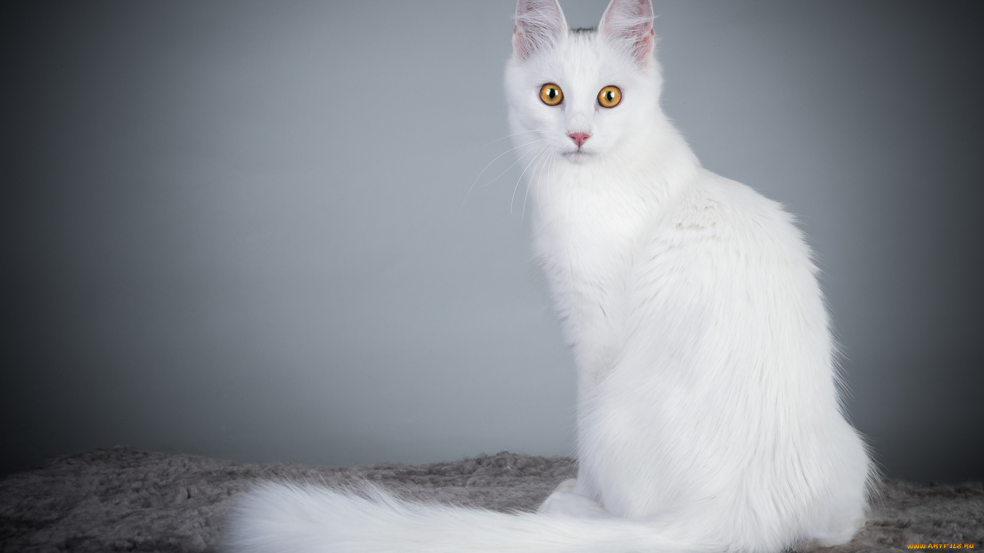 животные, коты, белая