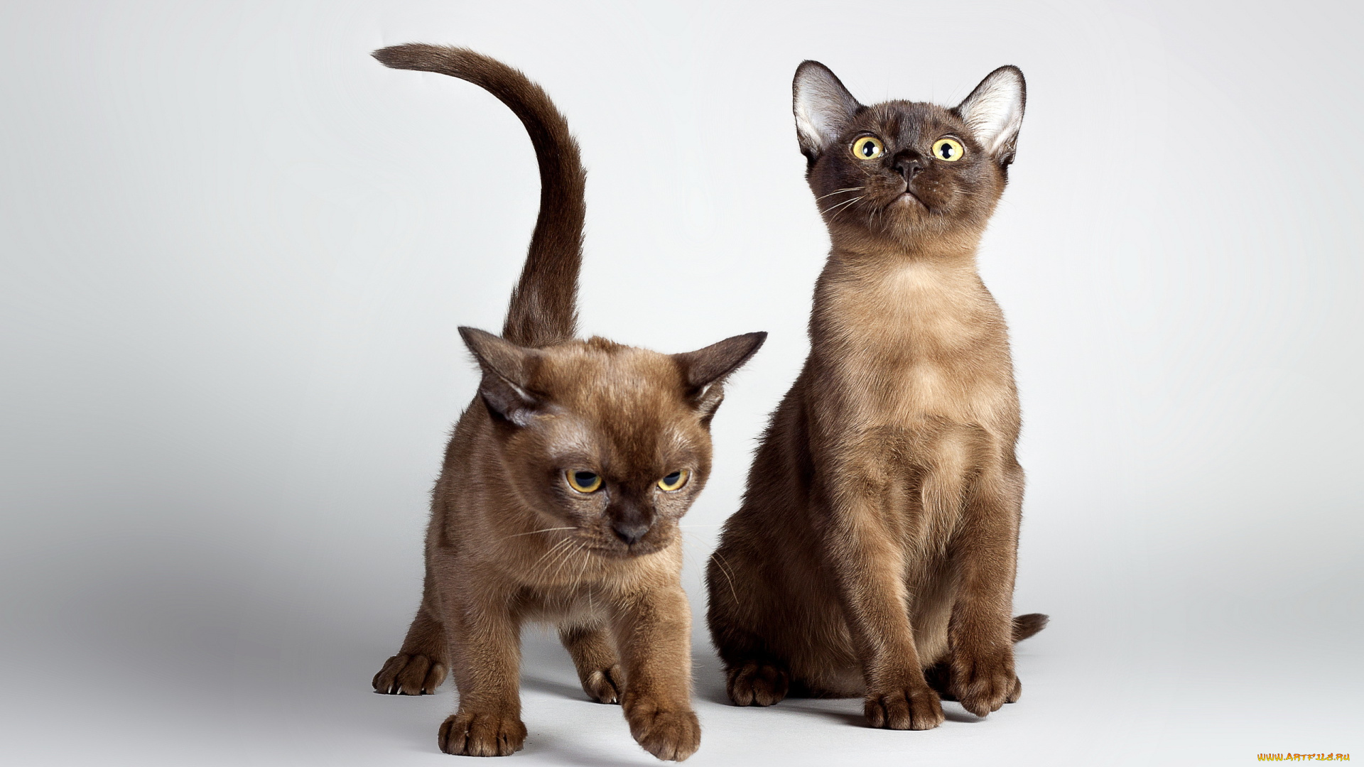 животные, коты, свет, фон, кошки