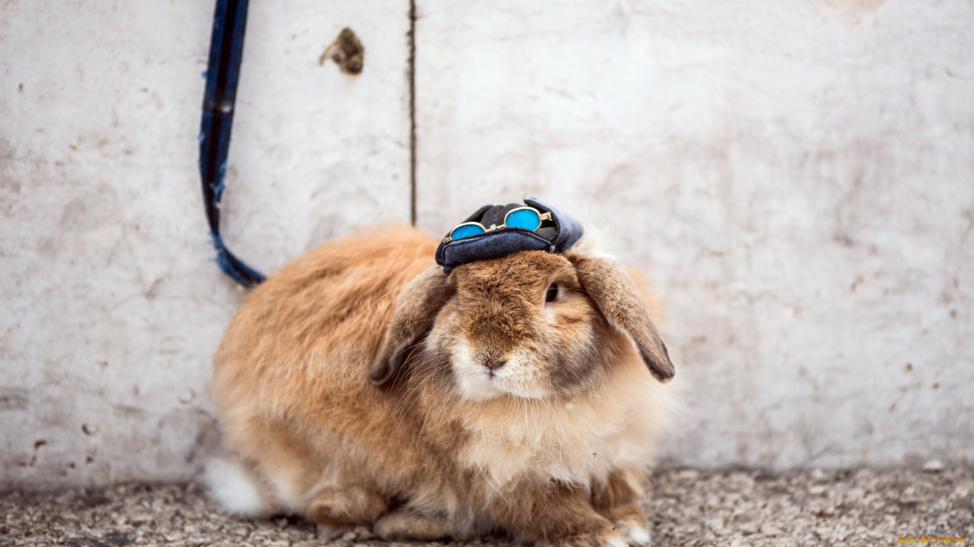 животные, кролики, , зайцы, кепка