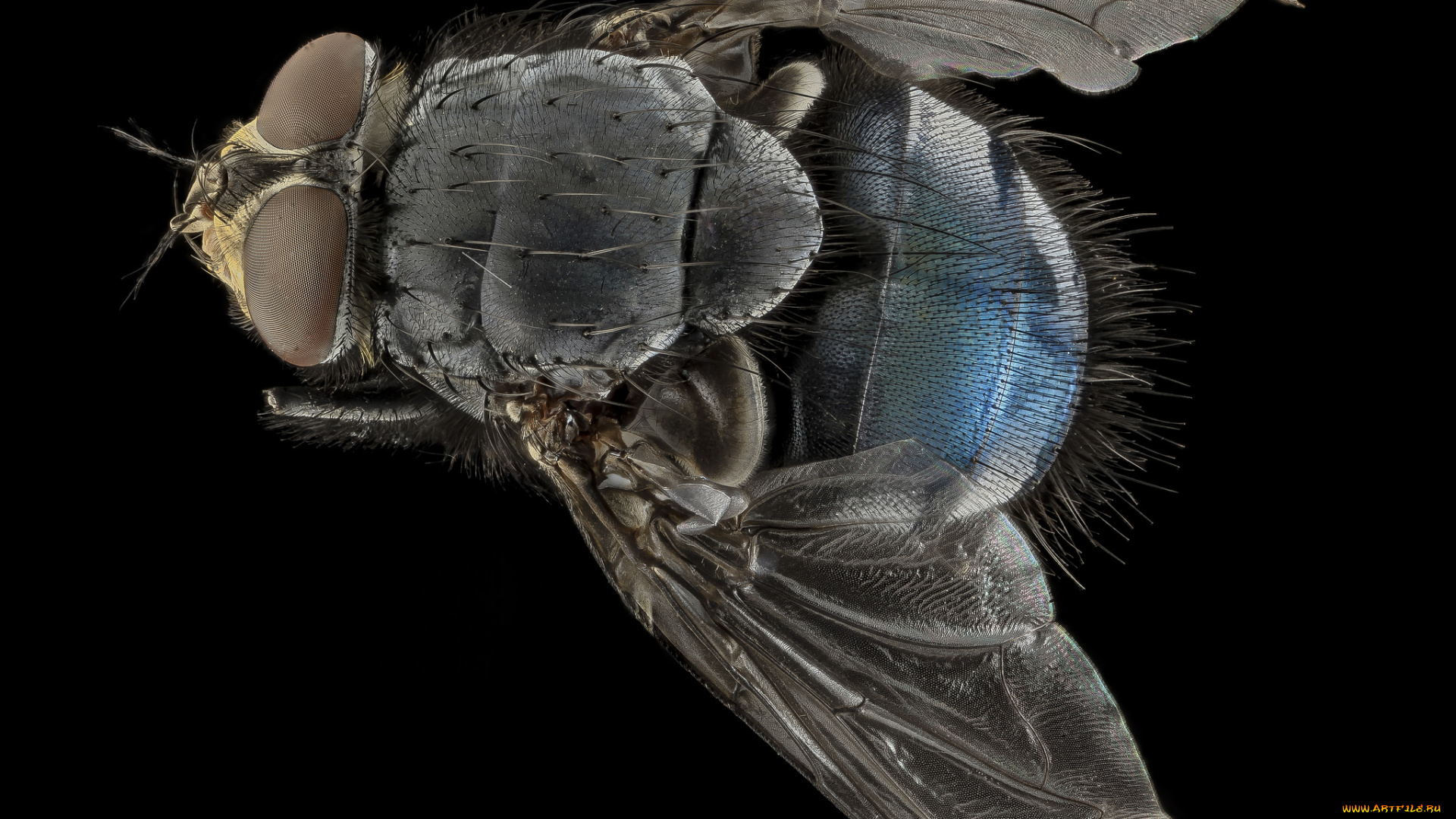 животные, насекомые, макросъемка, насекомое