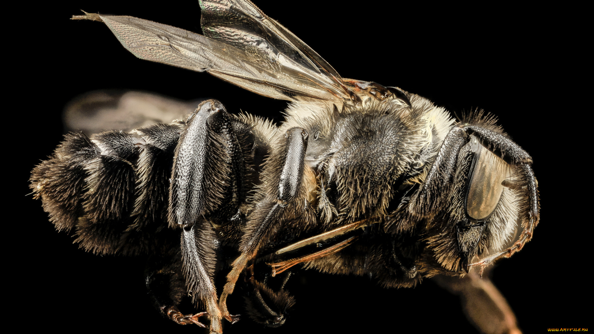 животные, насекомые, макросъемка, насекомое