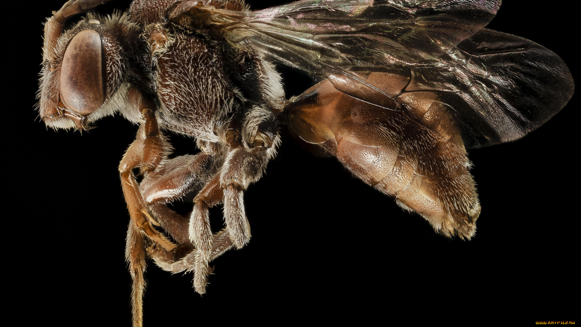 животные, насекомые, макросъемка, насекомое