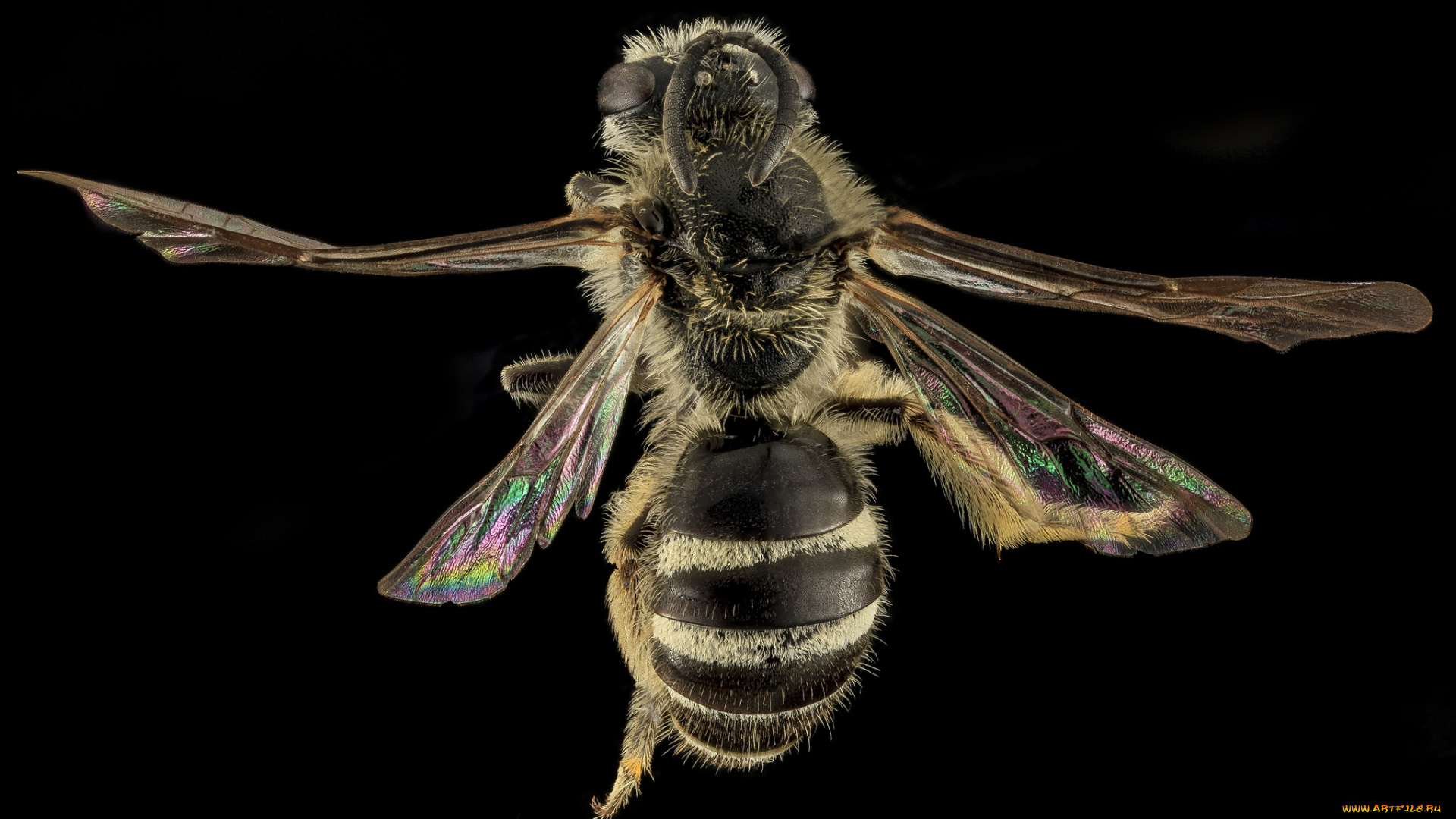 животные, насекомые, макросъемка, насекомое