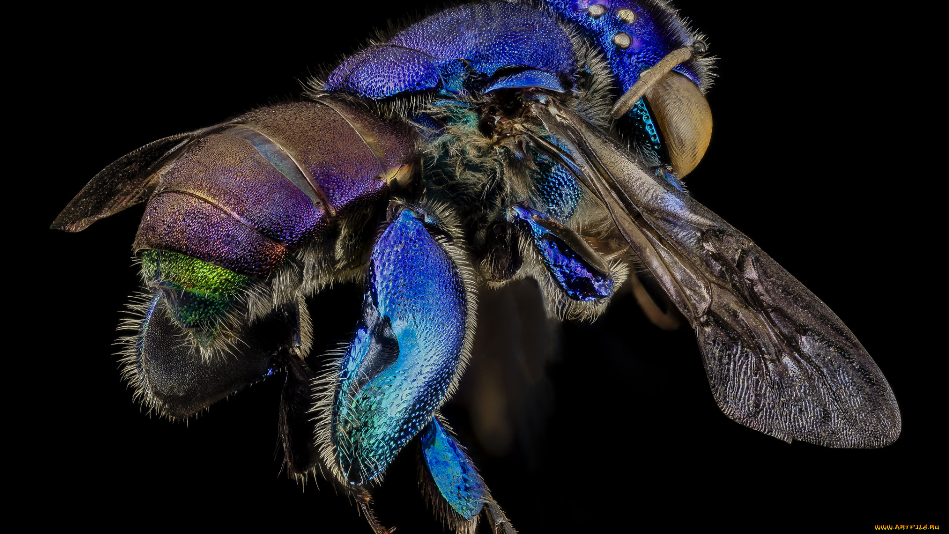 животные, насекомые, макросъемка, насекомое