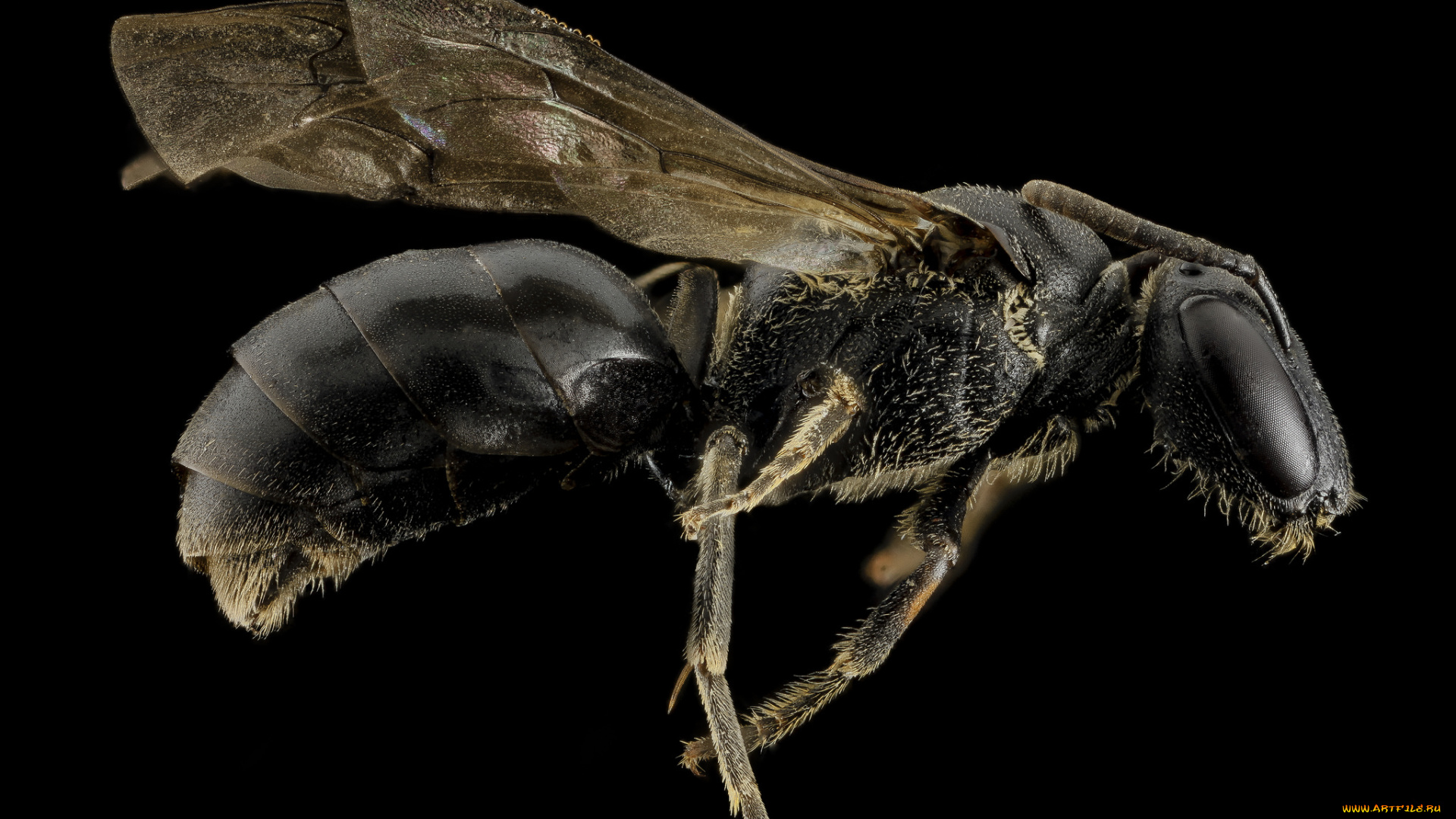 животные, насекомые, насекомое, макросъемка