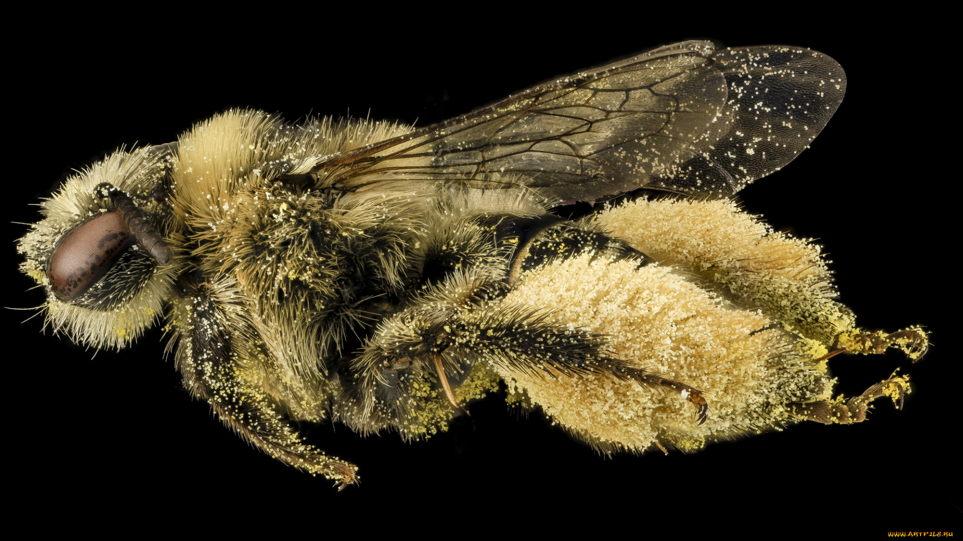 животные, насекомые, насекомое, макросъемка