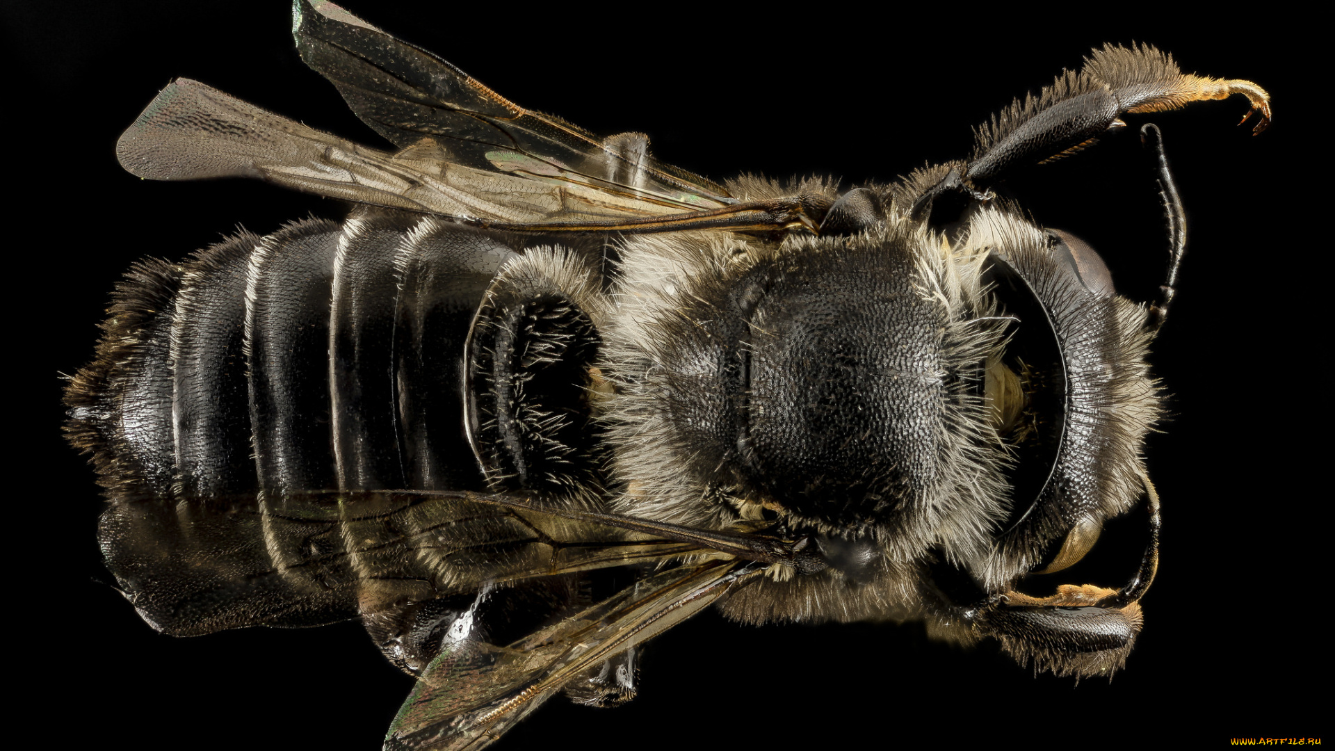 животные, насекомые, насекомое, макросъемка