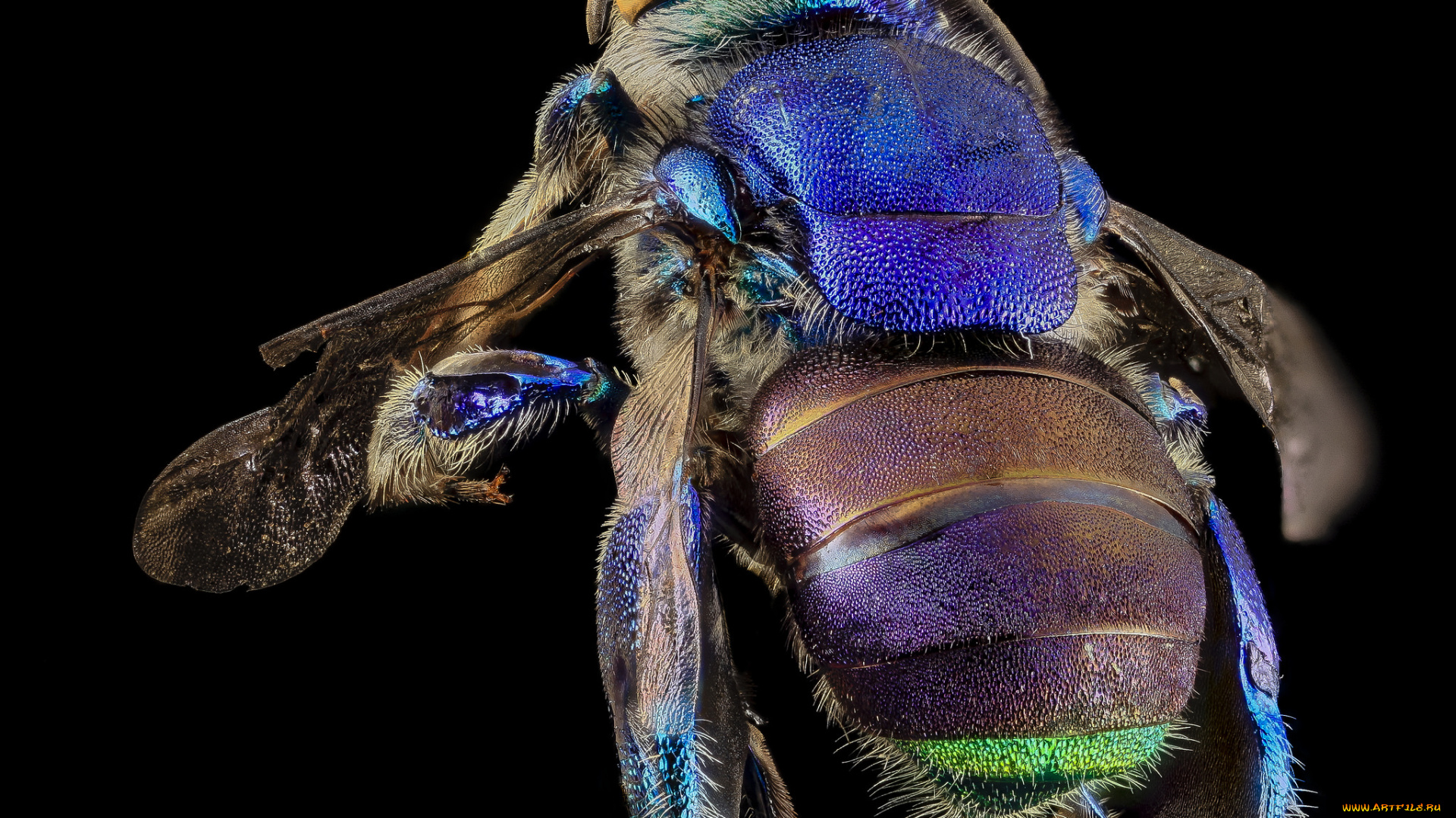 животные, насекомые, насекомое, макросъемка