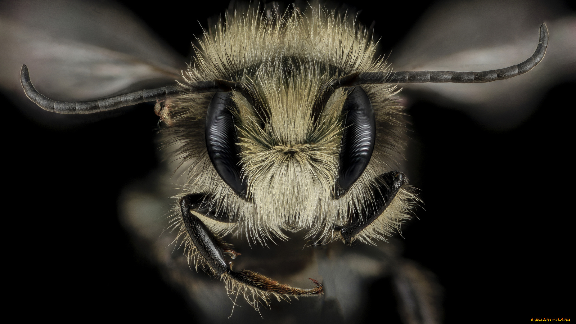 животные, насекомые, насекомое, макросъемка