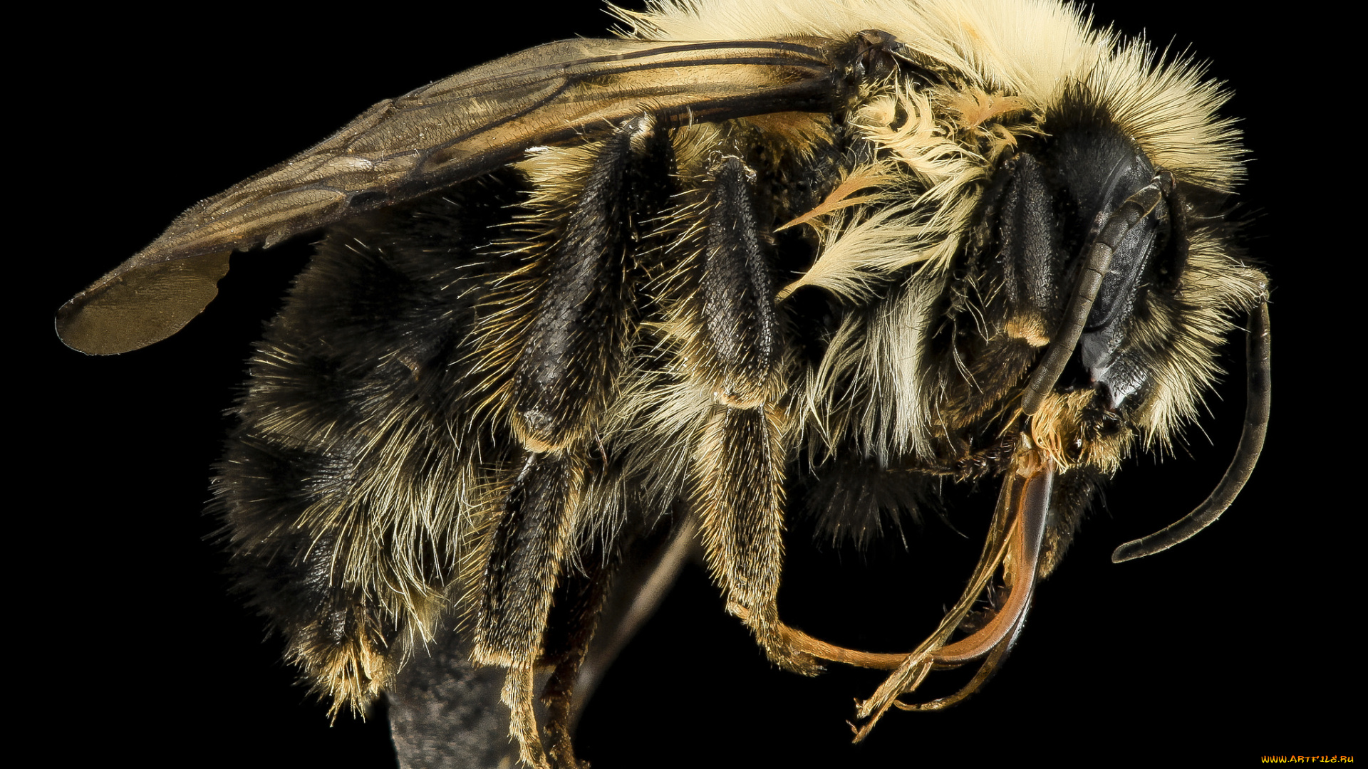 животные, пчелы, , осы, , шмели, макросъемка, насекомое