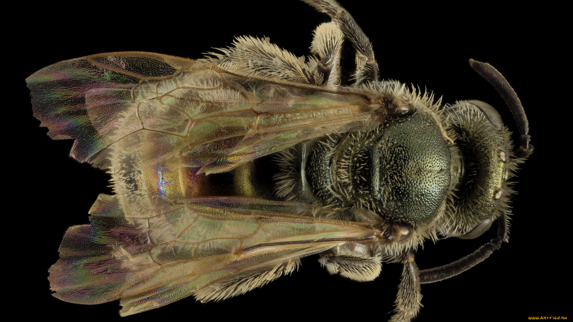 животные, пчелы, , осы, , шмели, макросъемка, насекомое