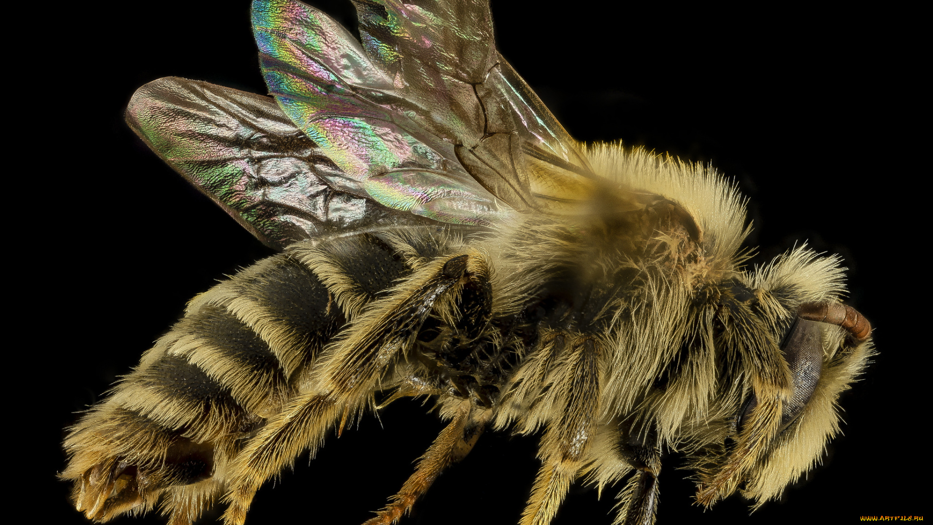 животные, пчелы, , осы, , шмели, макросъемка, насекомое