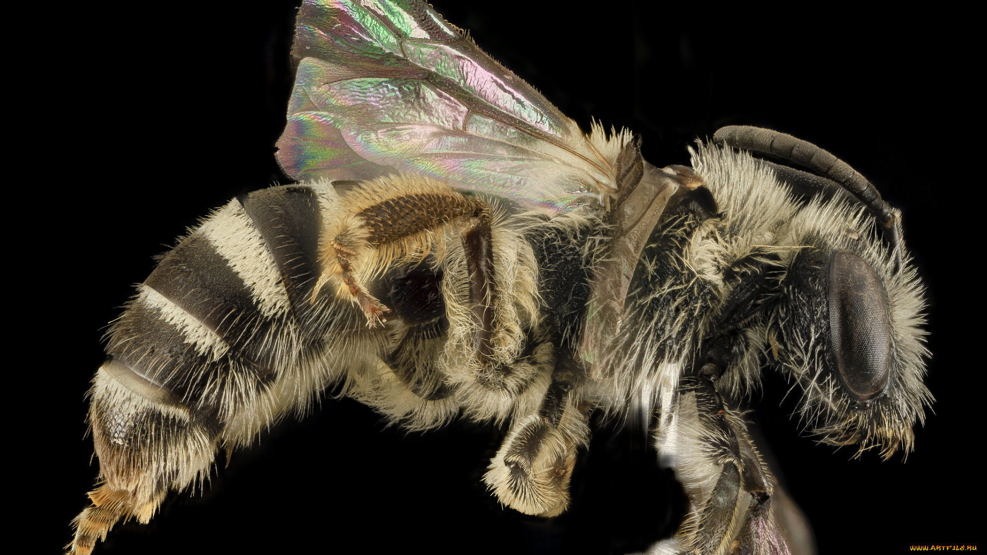 животные, пчелы, , осы, , шмели, макросъемка, насекомое