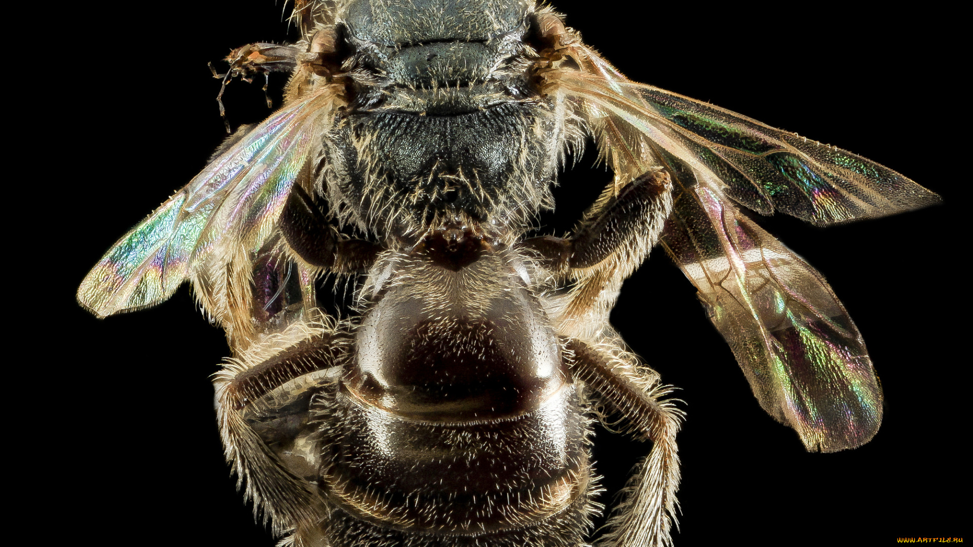 животные, пчелы, , осы, , шмели, макросъемка, насекомое