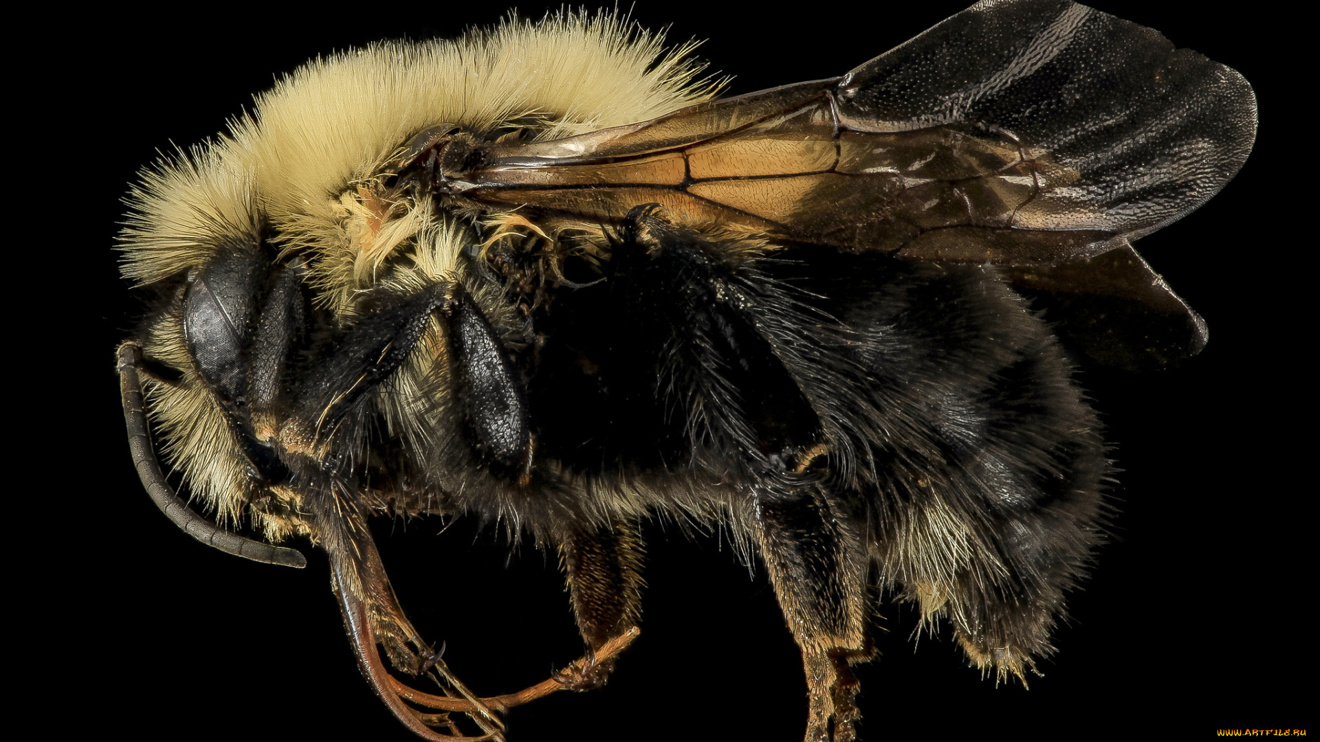 животные, пчелы, , осы, , шмели, макросъемка, насекомое