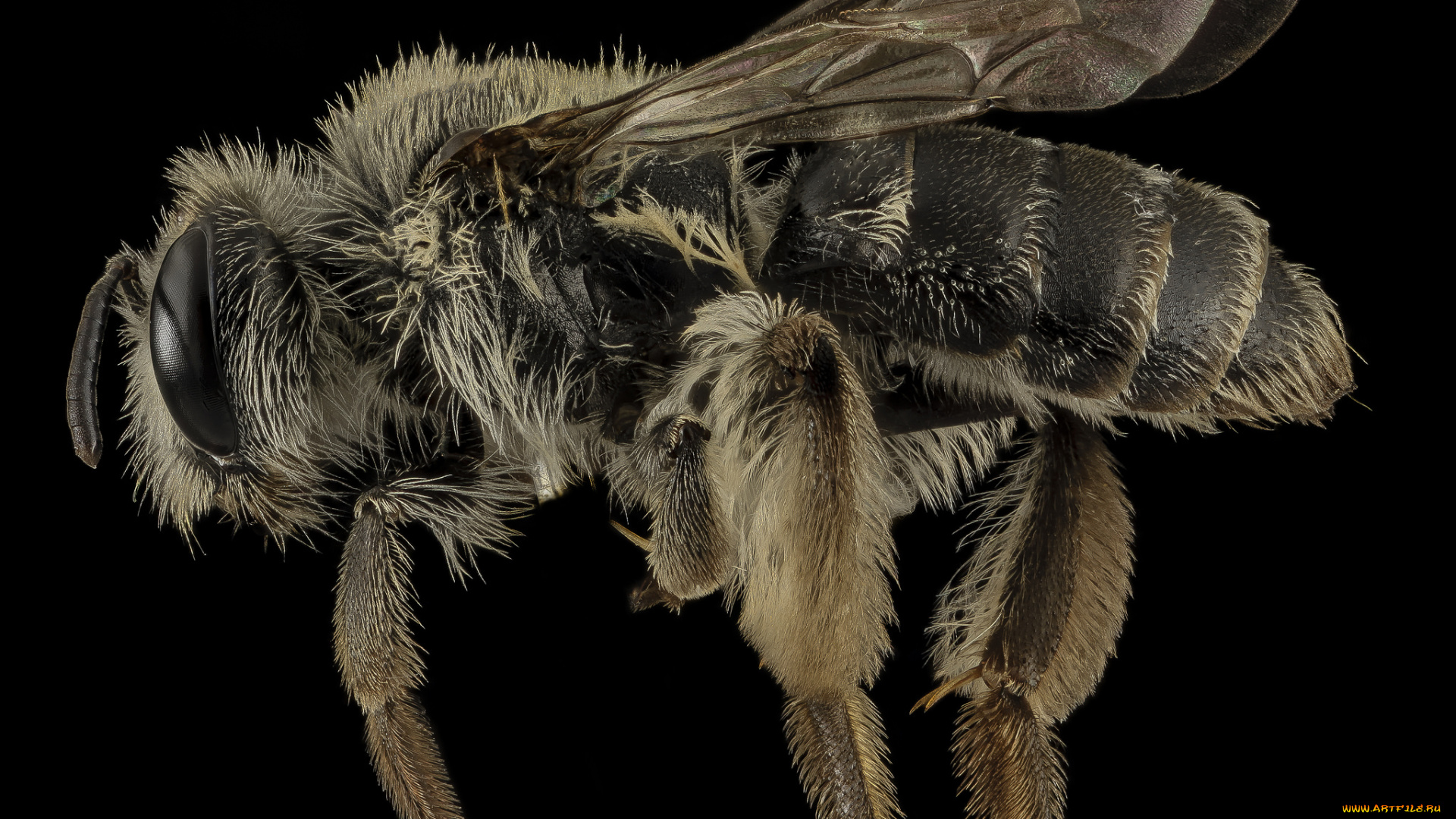 животные, пчелы, , осы, , шмели, насекомое, макросъемка