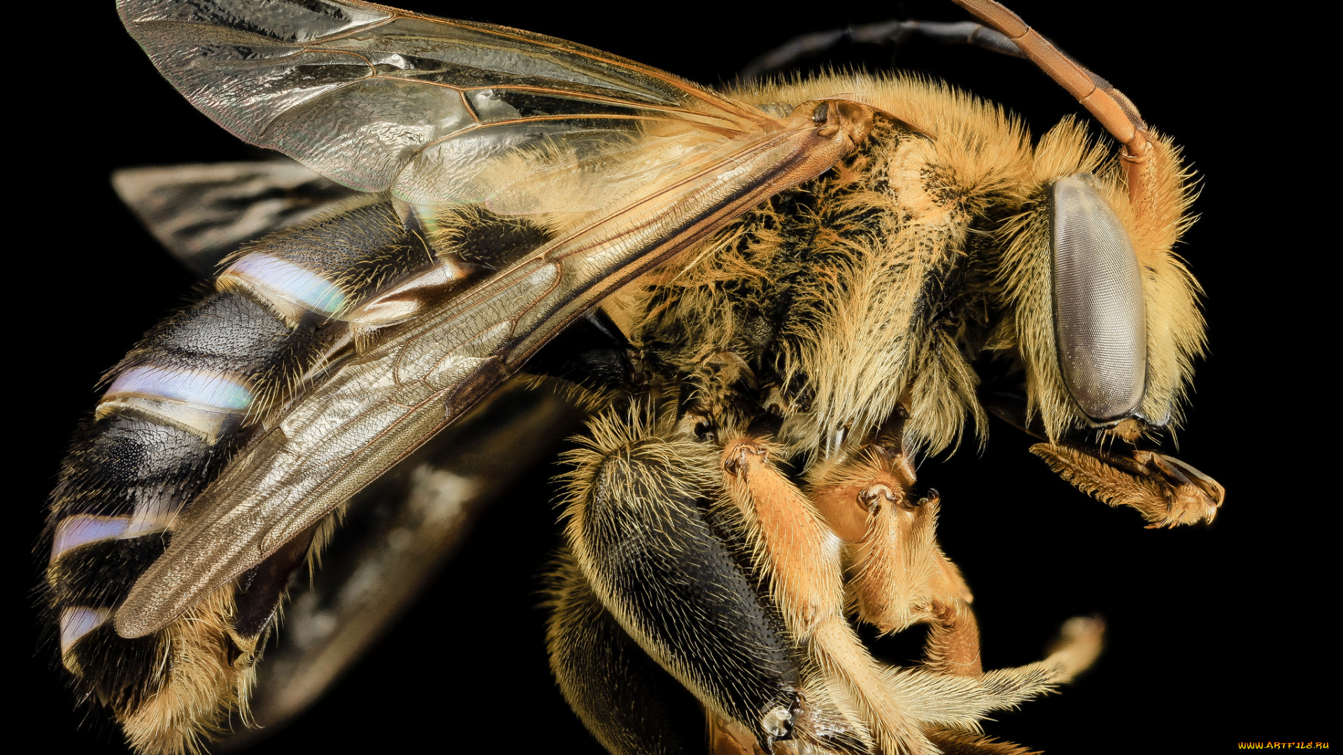 животные, пчелы, , осы, , шмели, насекомое, макросъемка