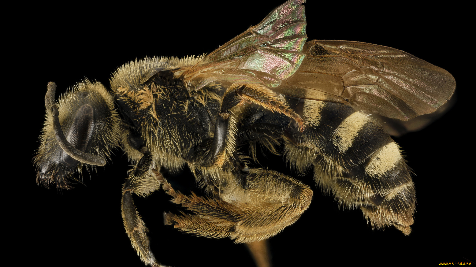 животные, пчелы, , осы, , шмели, насекомое, макросъемка