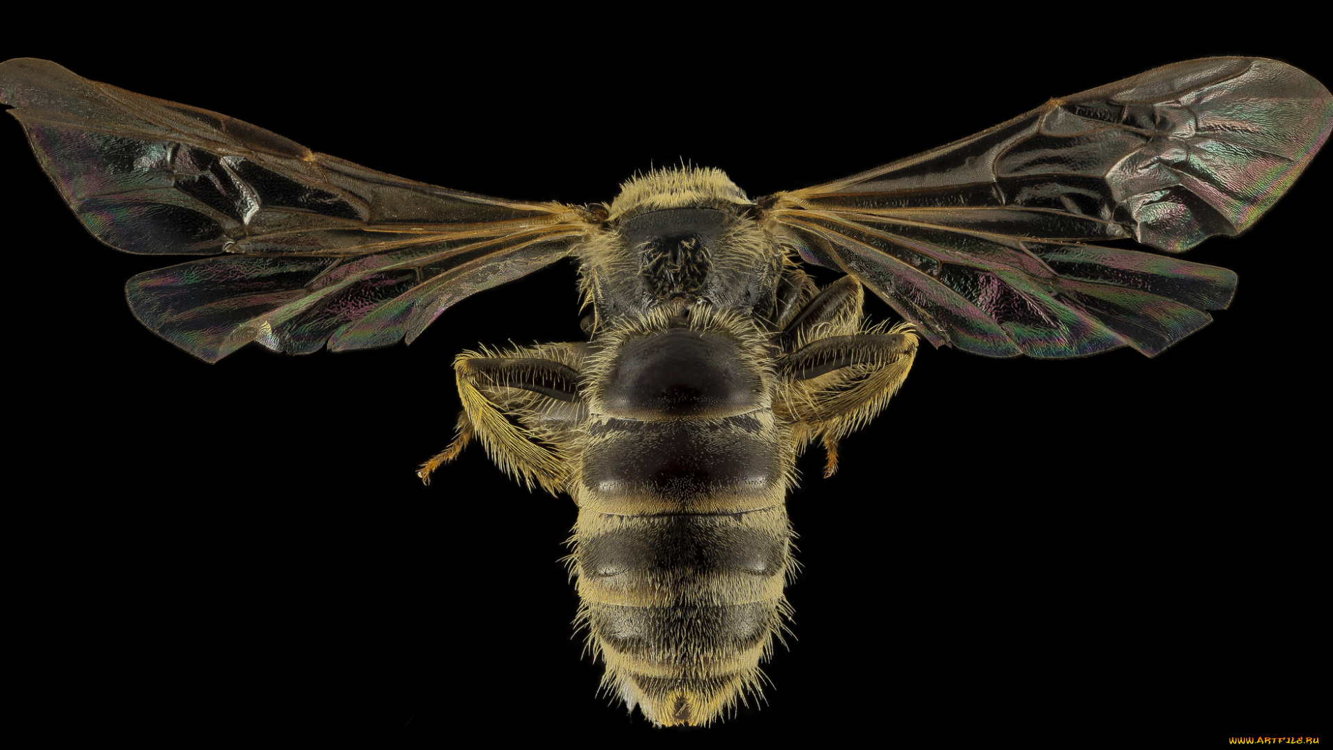 животные, пчелы, , осы, , шмели, насекомое, макросъемка