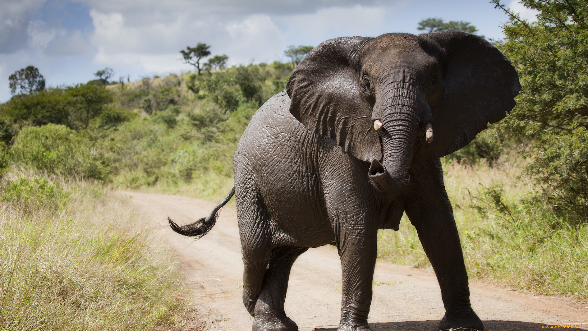 животные, слоны, саванна, слон, тропа