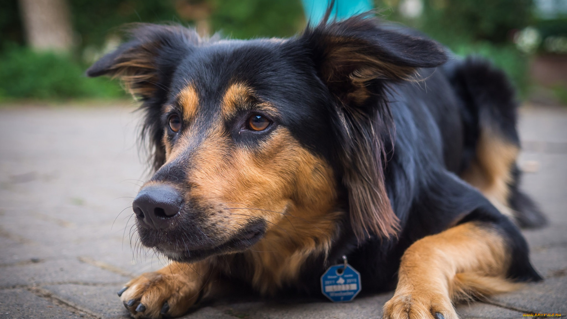 животные, собаки, пес, взгляд, морда