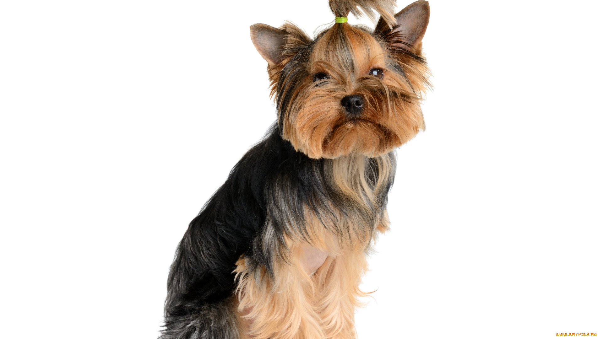 животные, собаки, щенок, террьер, йоркширский, собака