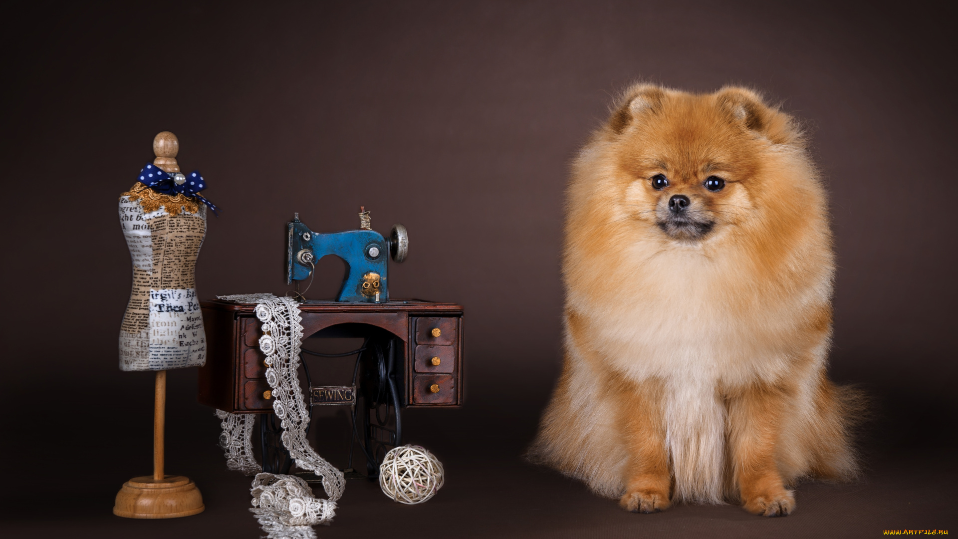 животные, собаки, шпиц