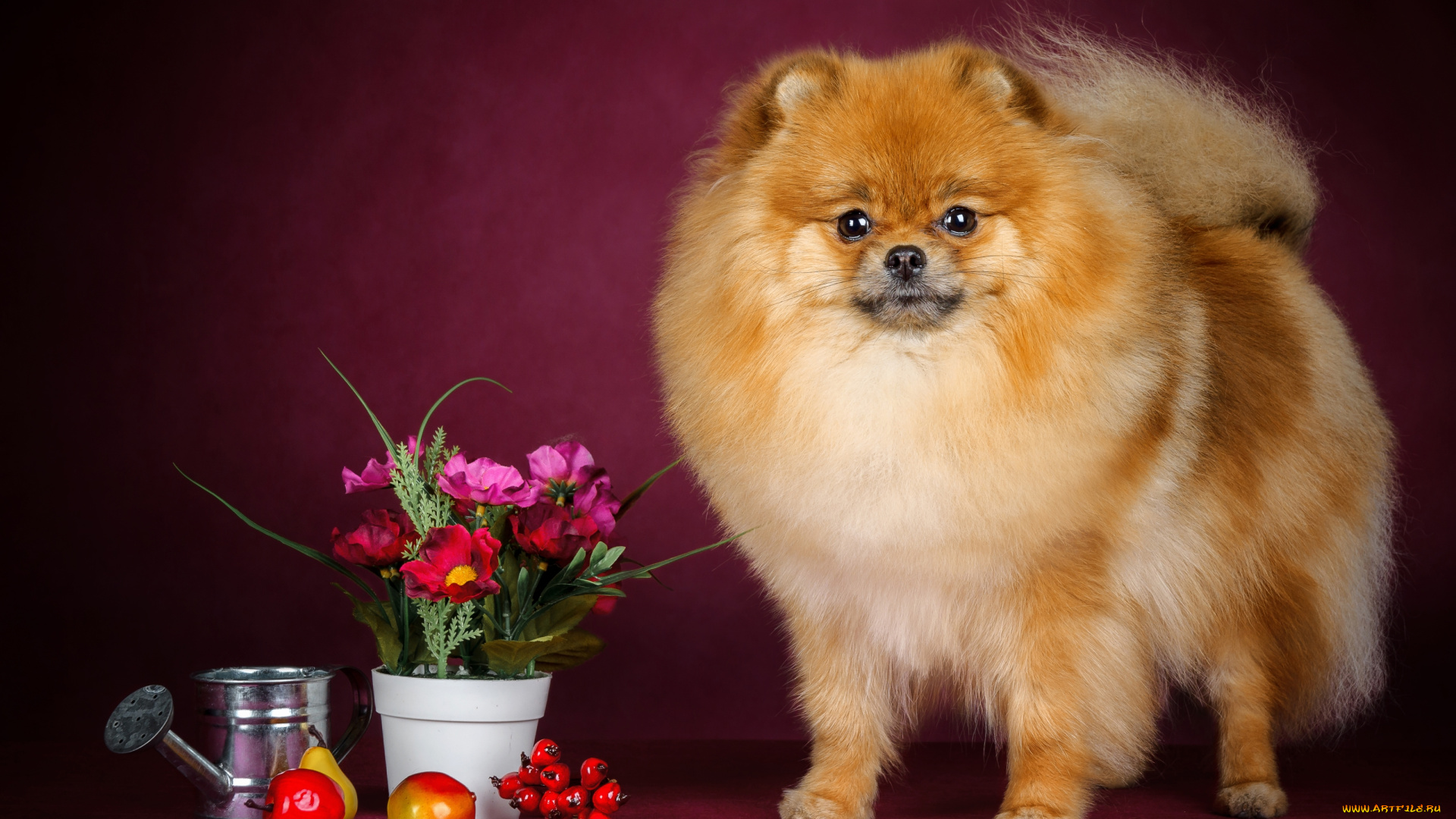 животные, собаки, шпиц