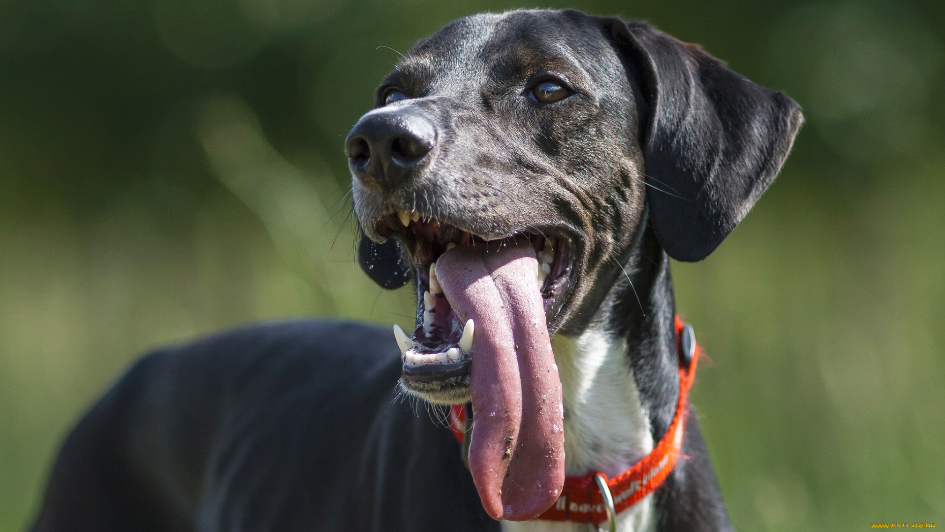 животные, собаки, язык, морда, пес