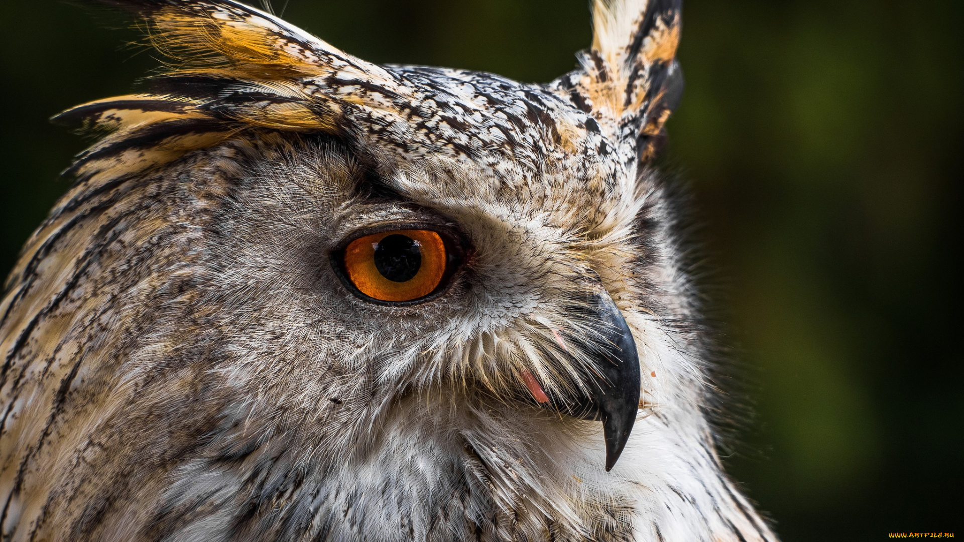 животные, совы, взгляд, глаза, голова, сова